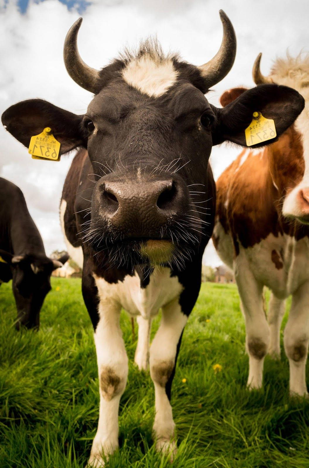 black and white cow, curved horns, yellow ear tags, HD Phone Wallpaper