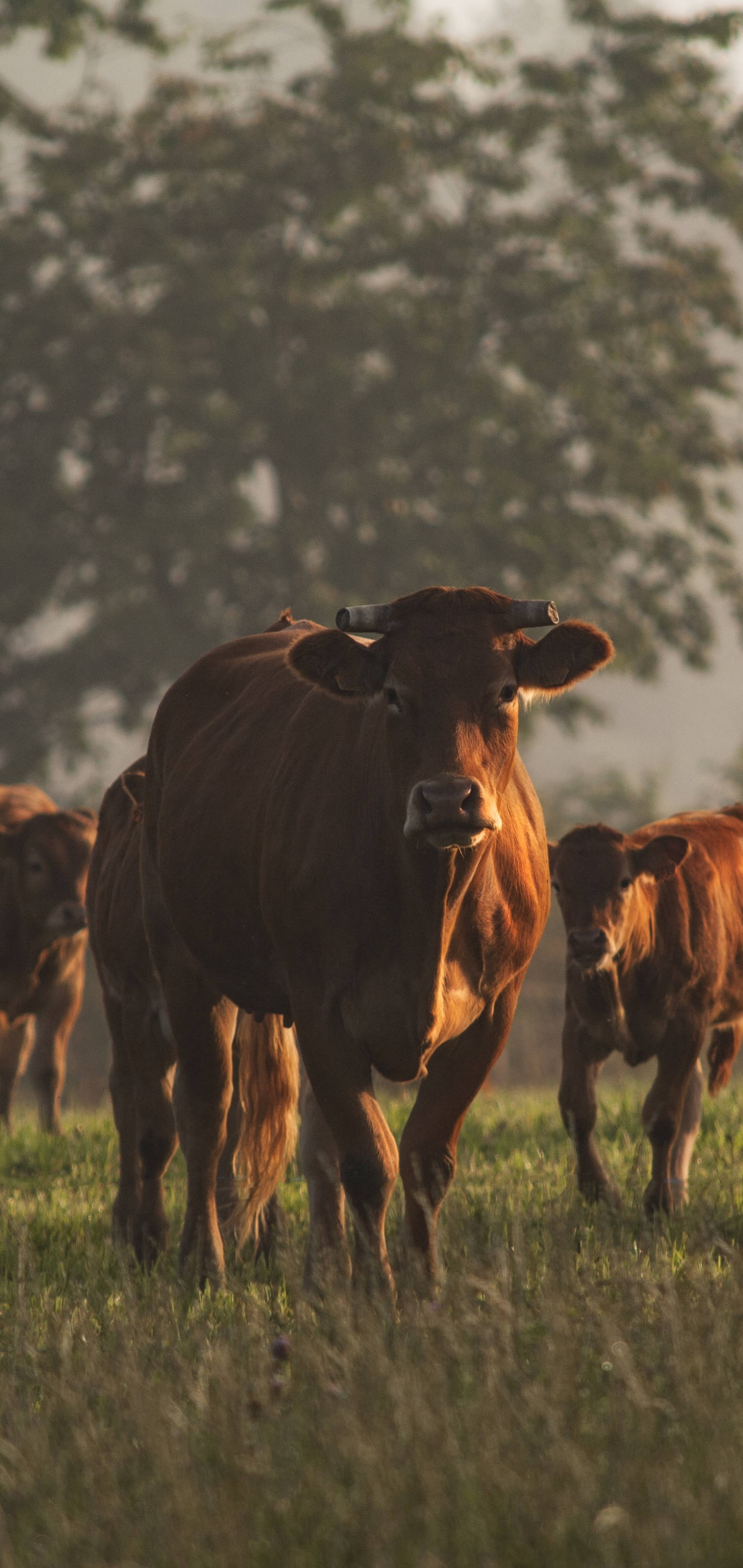 brown cow, horns, sunlit grassy field, 2K Phone Wallpaper