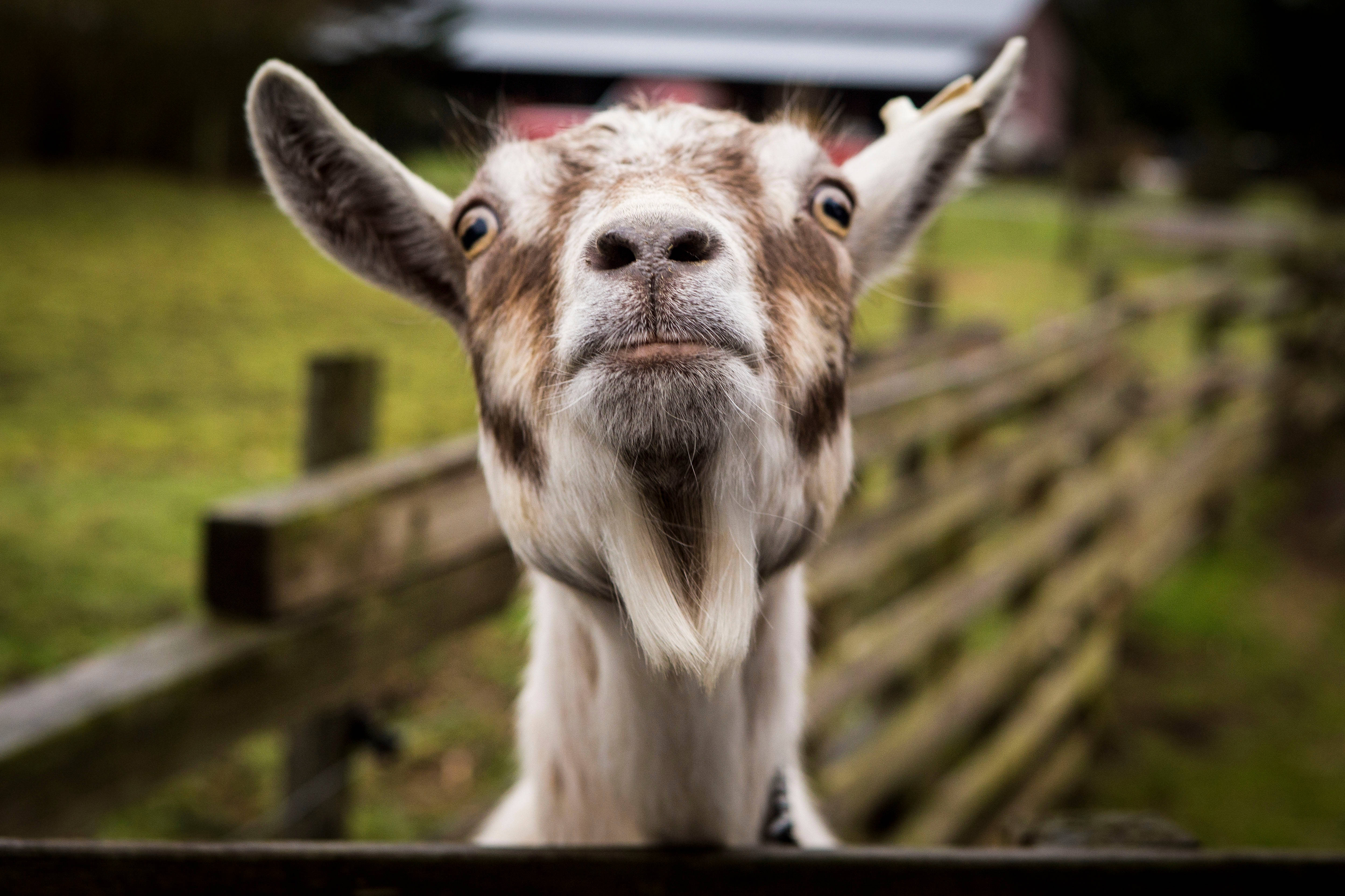 goat kid, brown and white, wooden fence, 4K Desktop Wallpaper