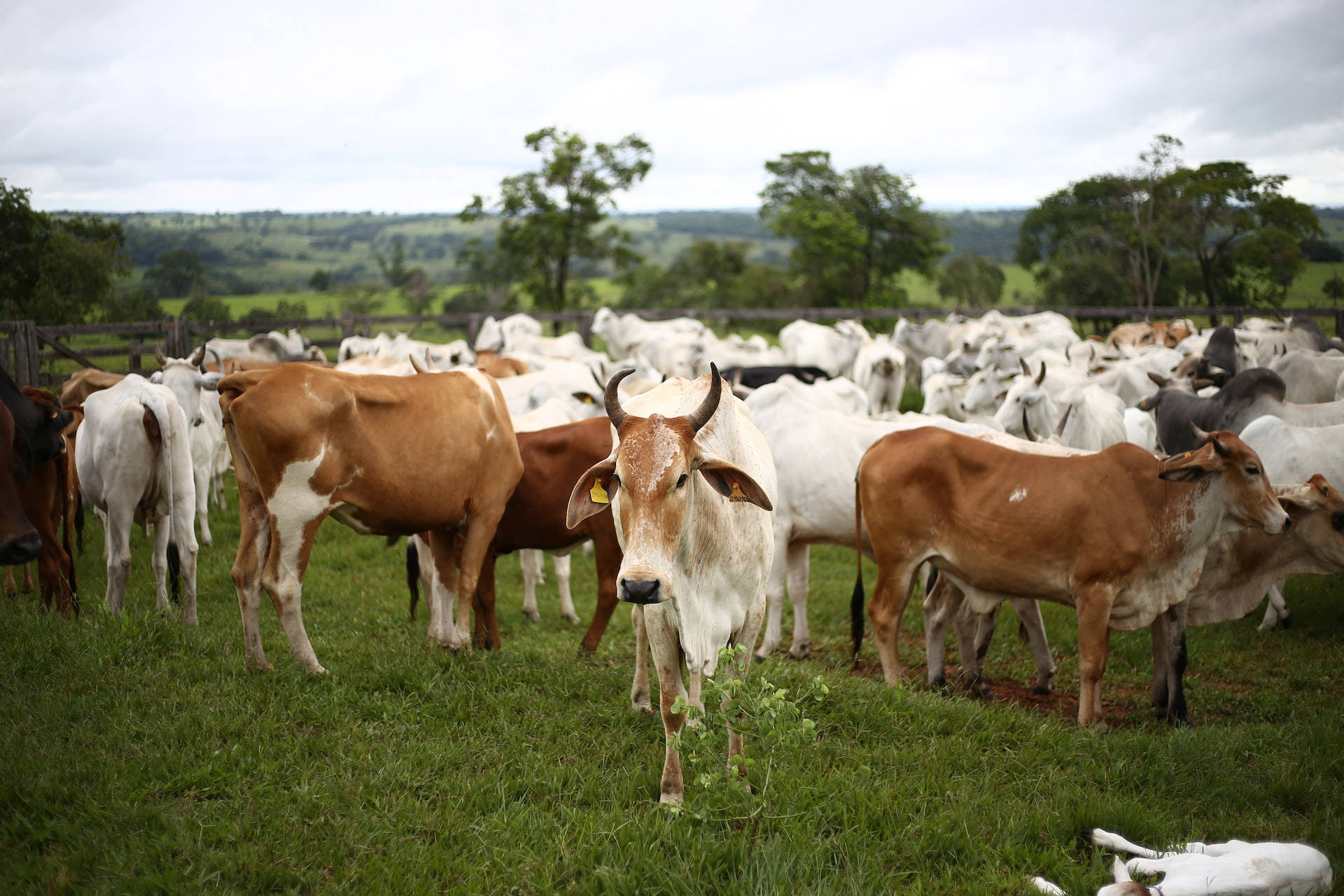 cow, herd, pasture, Full HD Desktop Wallpaper