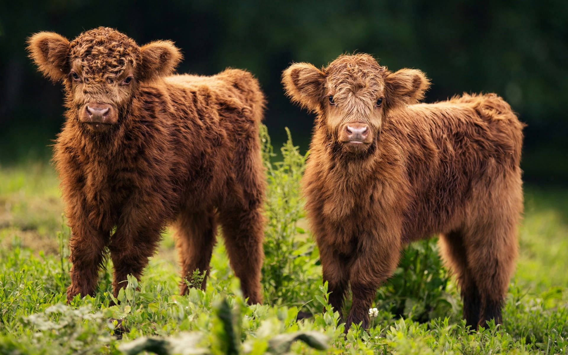 Highland cow, calves, vibrant green meadow, Full HD Desktop Wallpaper