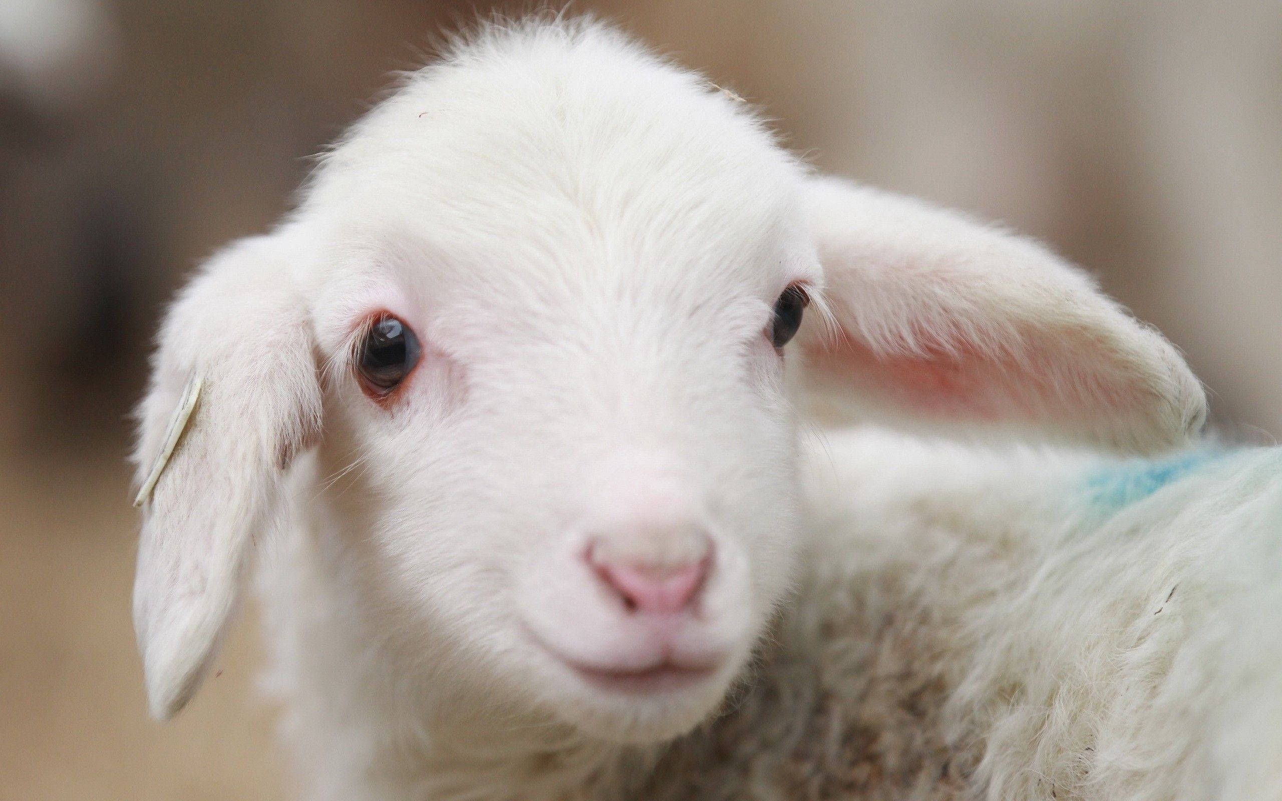 lamb, fluffy white, soft eyes, 2K Desktop Wallpaper