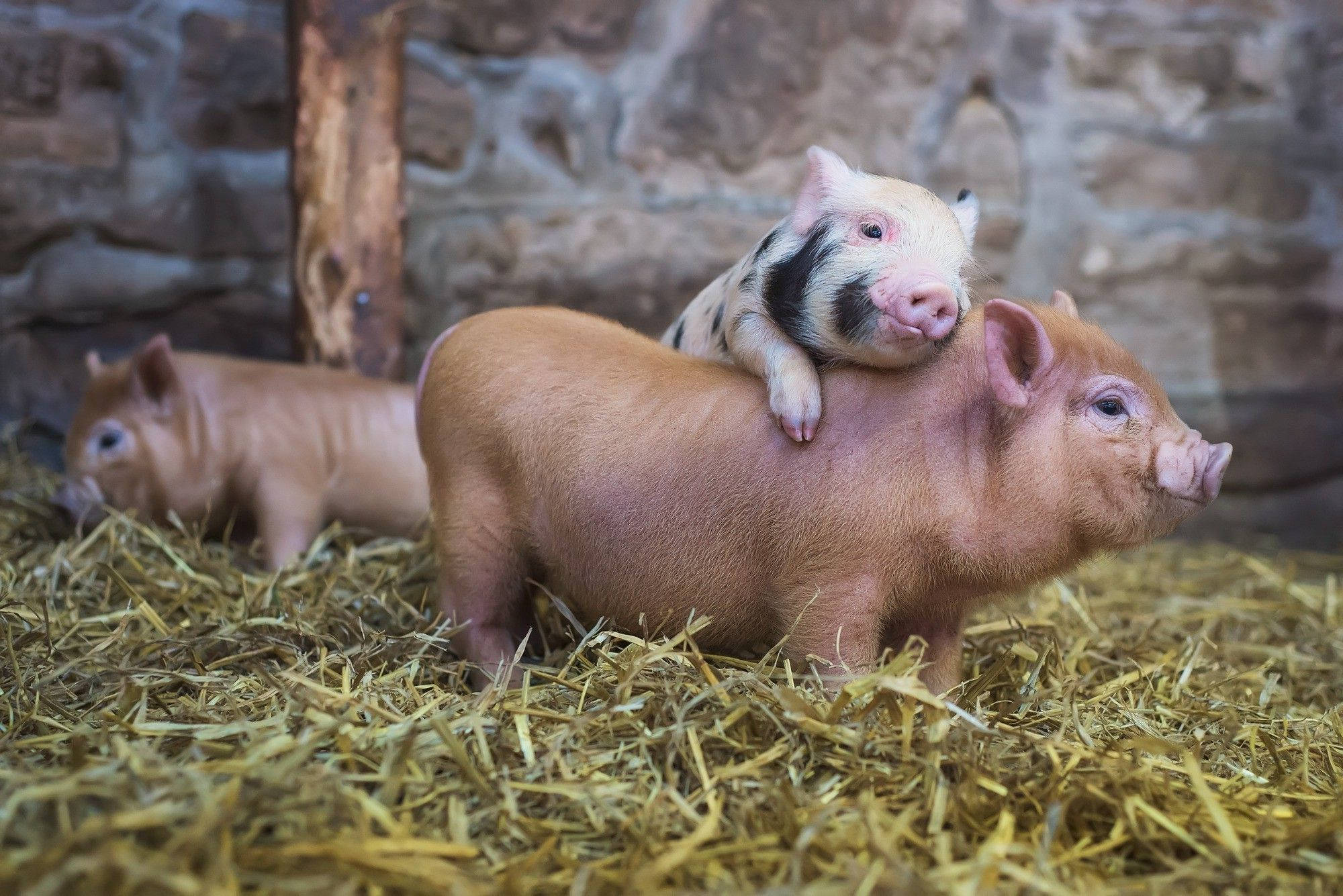 piglet, black and white markings, pink pig, Full HD Desktop Wallpaper