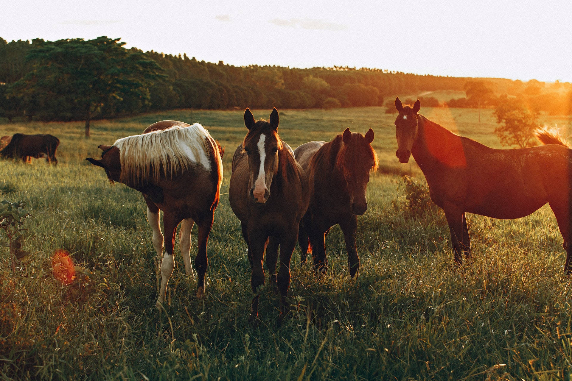 horse, grazing, farm, Full HD Desktop Wallpaper