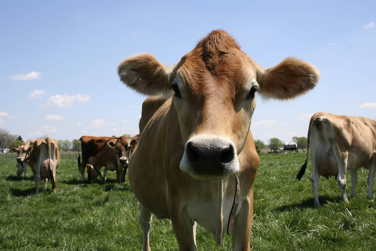 brown cow, sunlit green pasture, clear blue sky, HD Desktop Wallpaper