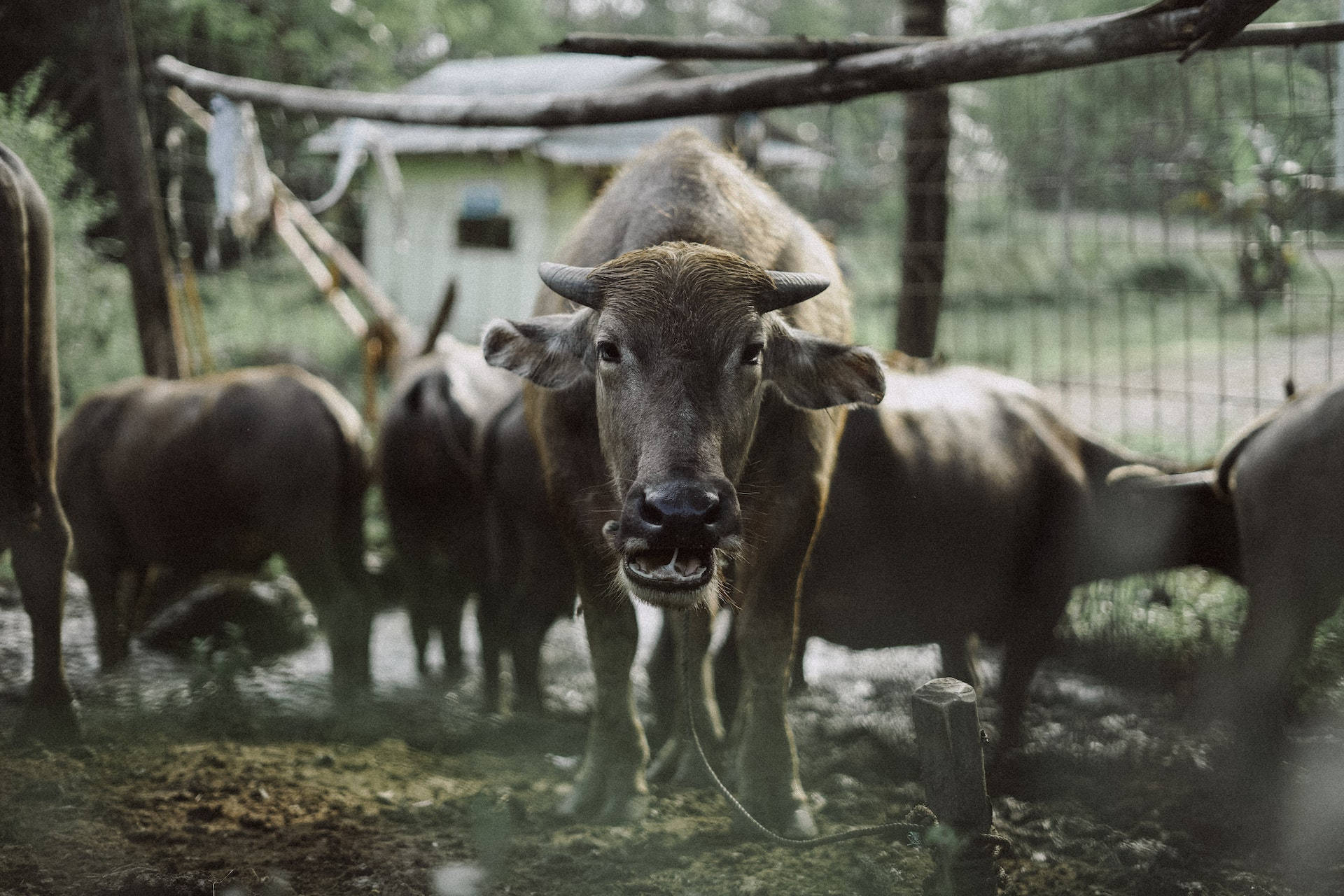 carabao, water buffalo, fenced farm, Full HD Desktop Wallpaper