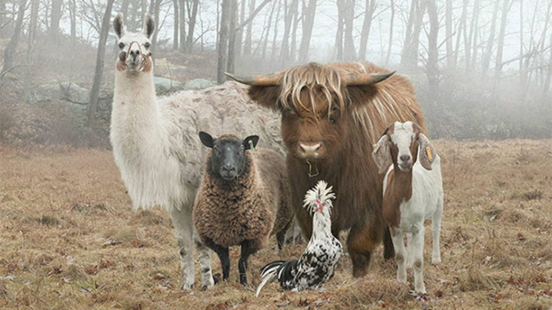llama, sheep, highland cow, Full HD Desktop Wallpaper