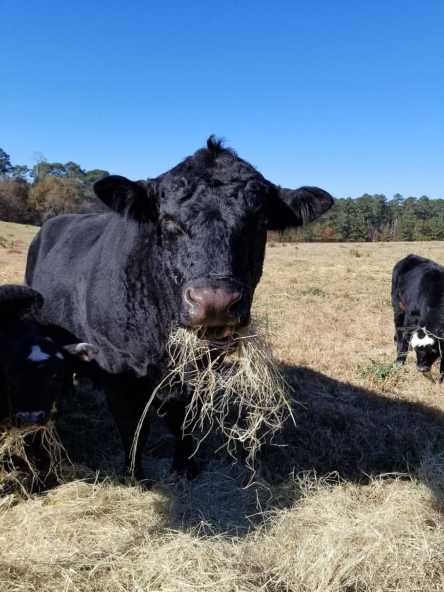 young black angus, black cow, hay in its mouth, SD Phone Wallpaper