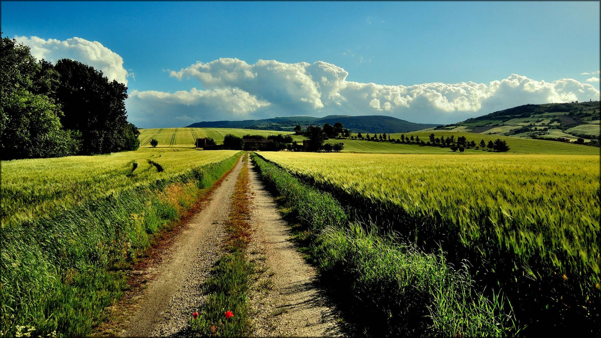dirt road, field of wheat, golden wheat fields, Full HD Desktop Wallpaper