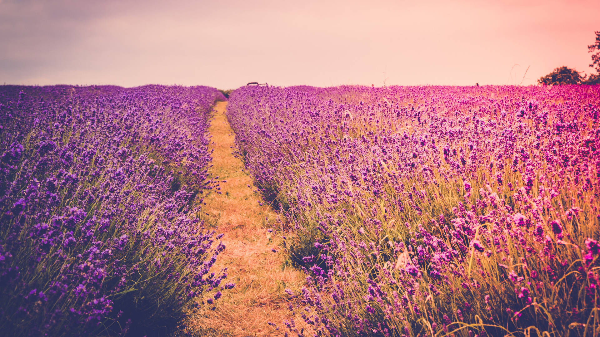 farm desktop, lavender fields, dirt path, Full HD Desktop Wallpaper