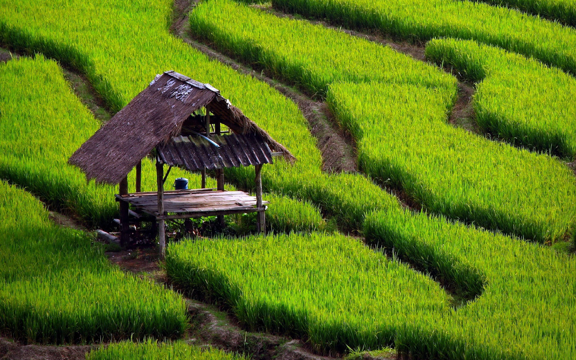 rustic wooden hut, thatched roof, vibrant green terraced rice paddies, Full HD Desktop Wallpaper