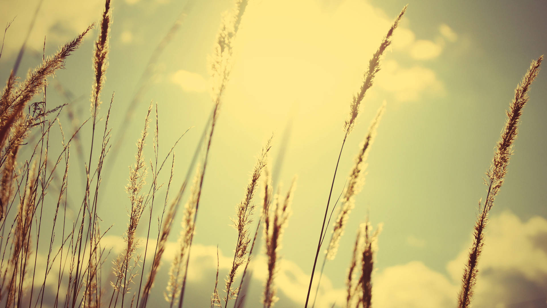 Farm Desktop, golden grasses, warm hazy sky, Full HD Desktop Wallpaper