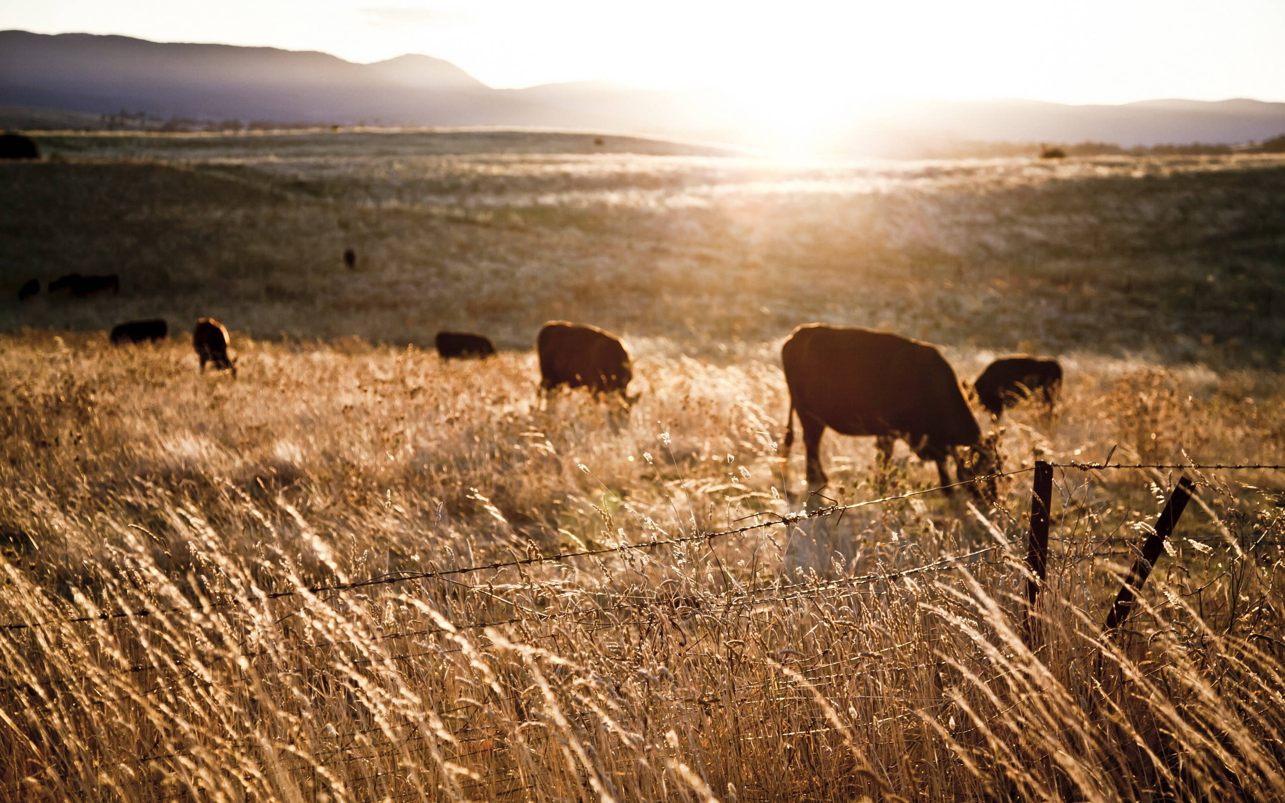 Farm Desktop, cows, golden field, 2K Desktop Wallpaper