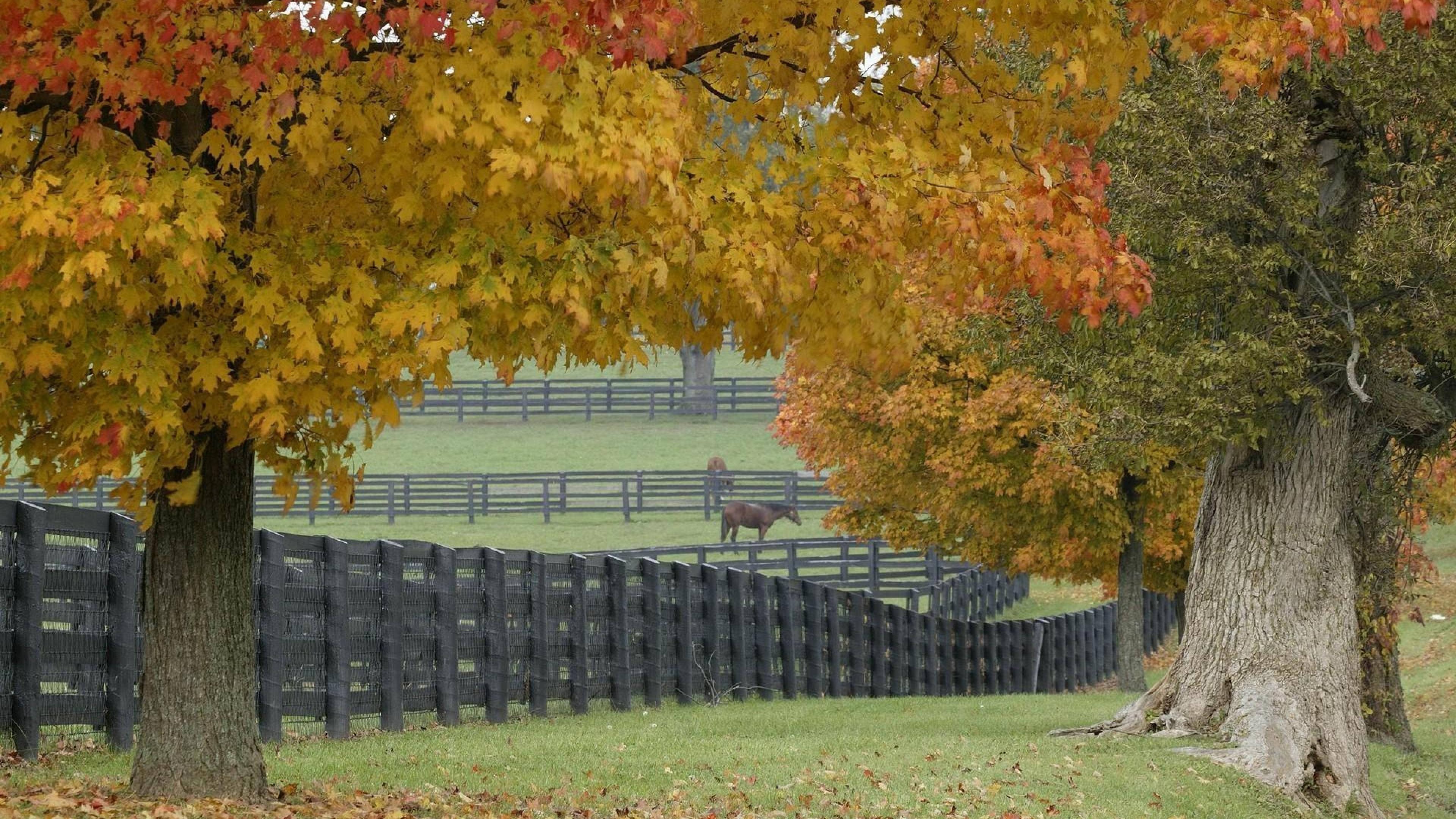 farm desktop, horse, fenced pasture, 4K Desktop Wallpaper