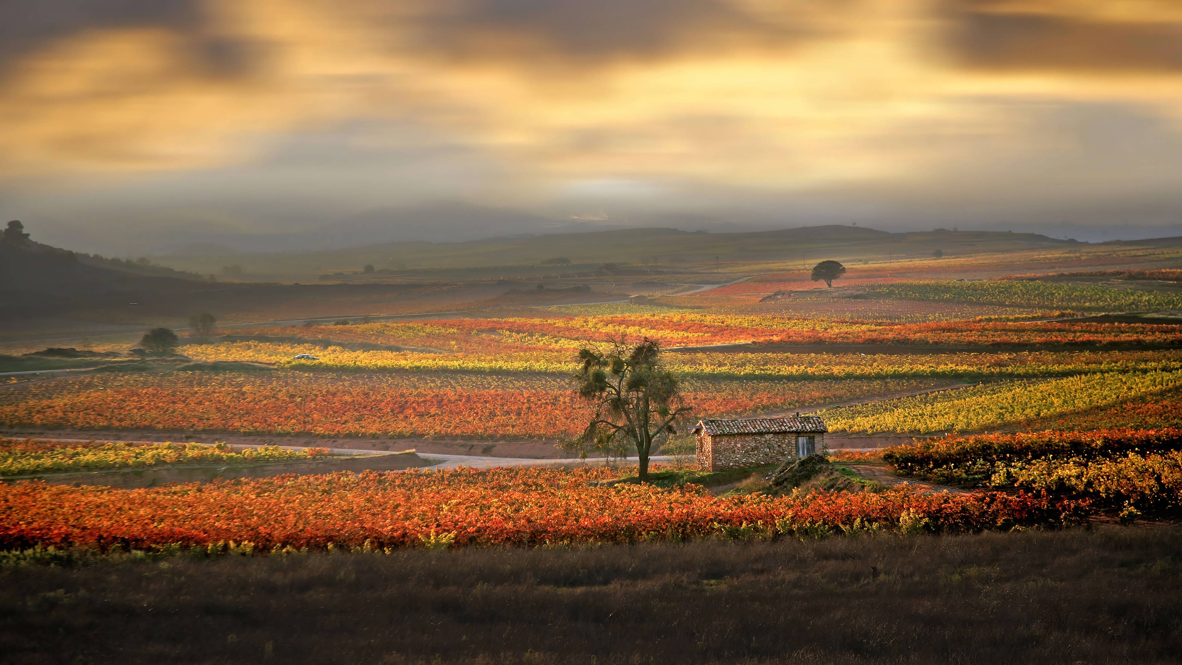 vineyard field, trees, house, 4K Desktop Wallpaper