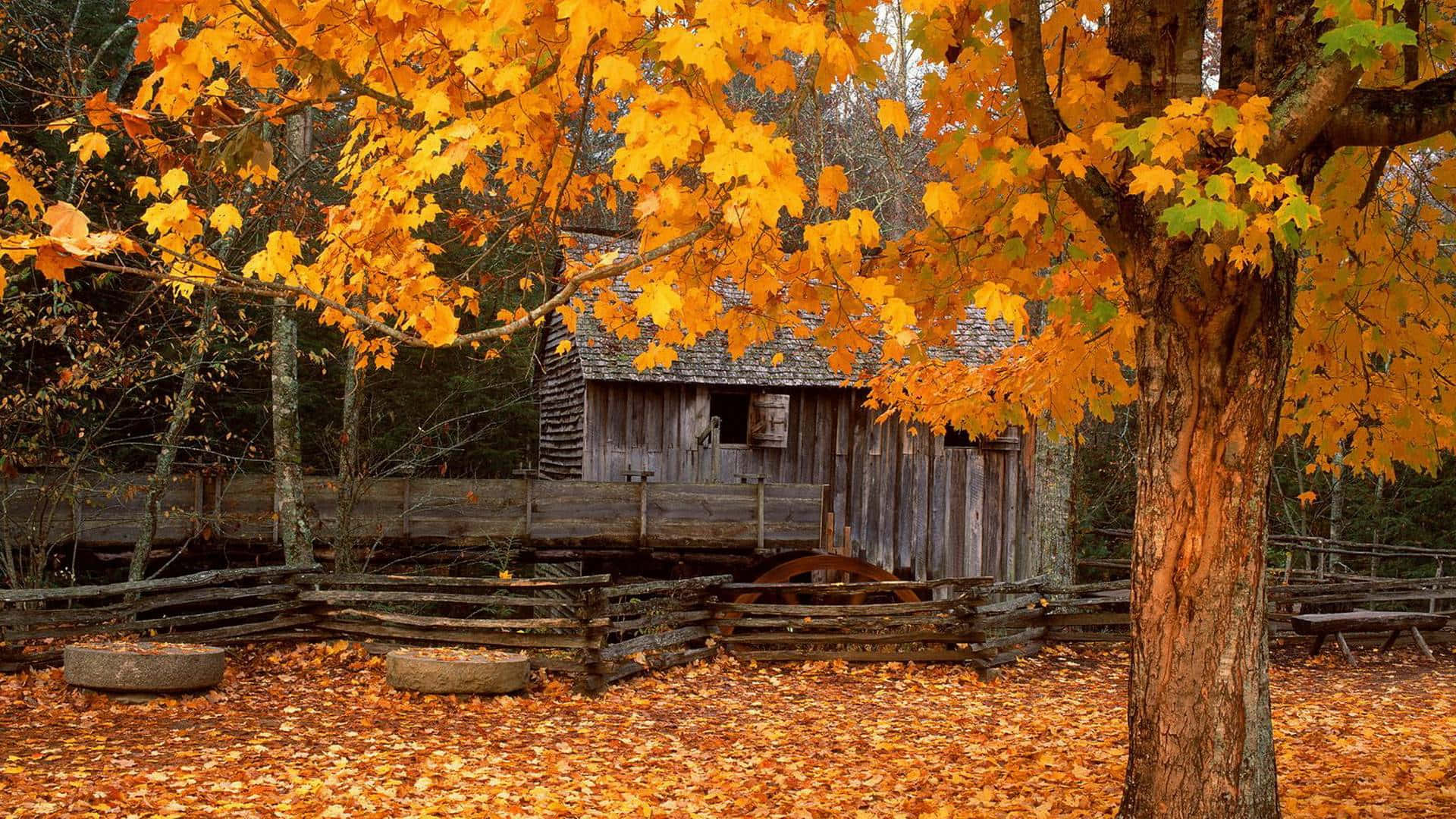 wooden barn, vibrant orange maple leaves, autumn, Full HD Desktop Wallpaper