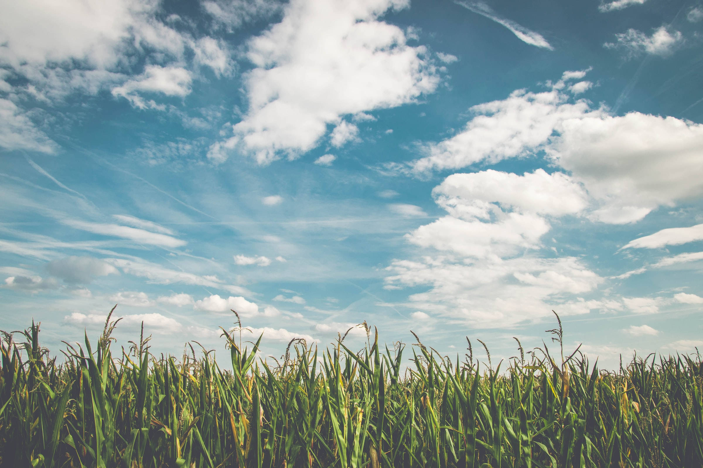 cornfield, blue skies, tall green grasses, Full HD Desktop Wallpaper