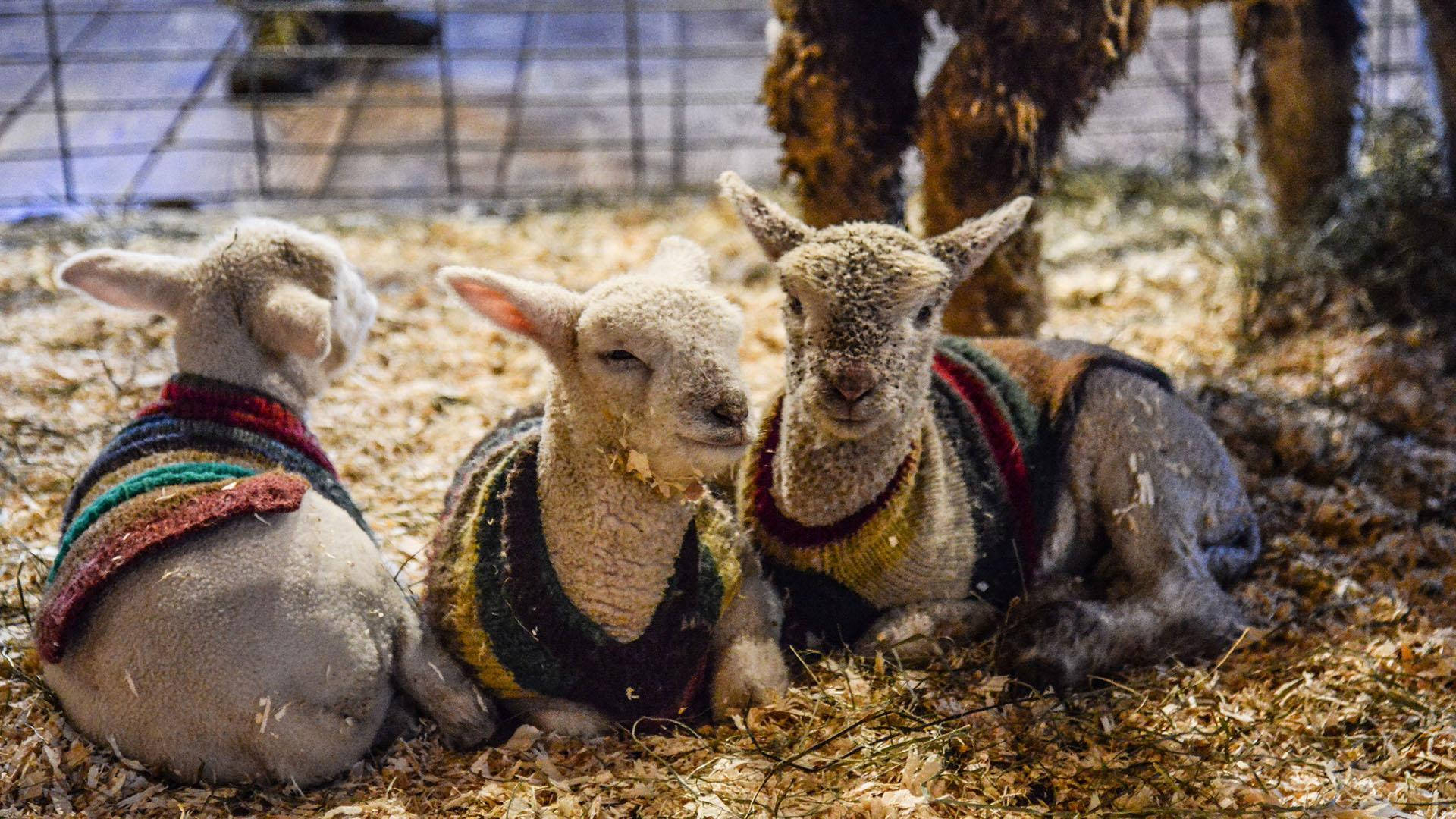 sheep farm, fluffy lambs, colorful knitted sweaters, Full HD Desktop Wallpaper