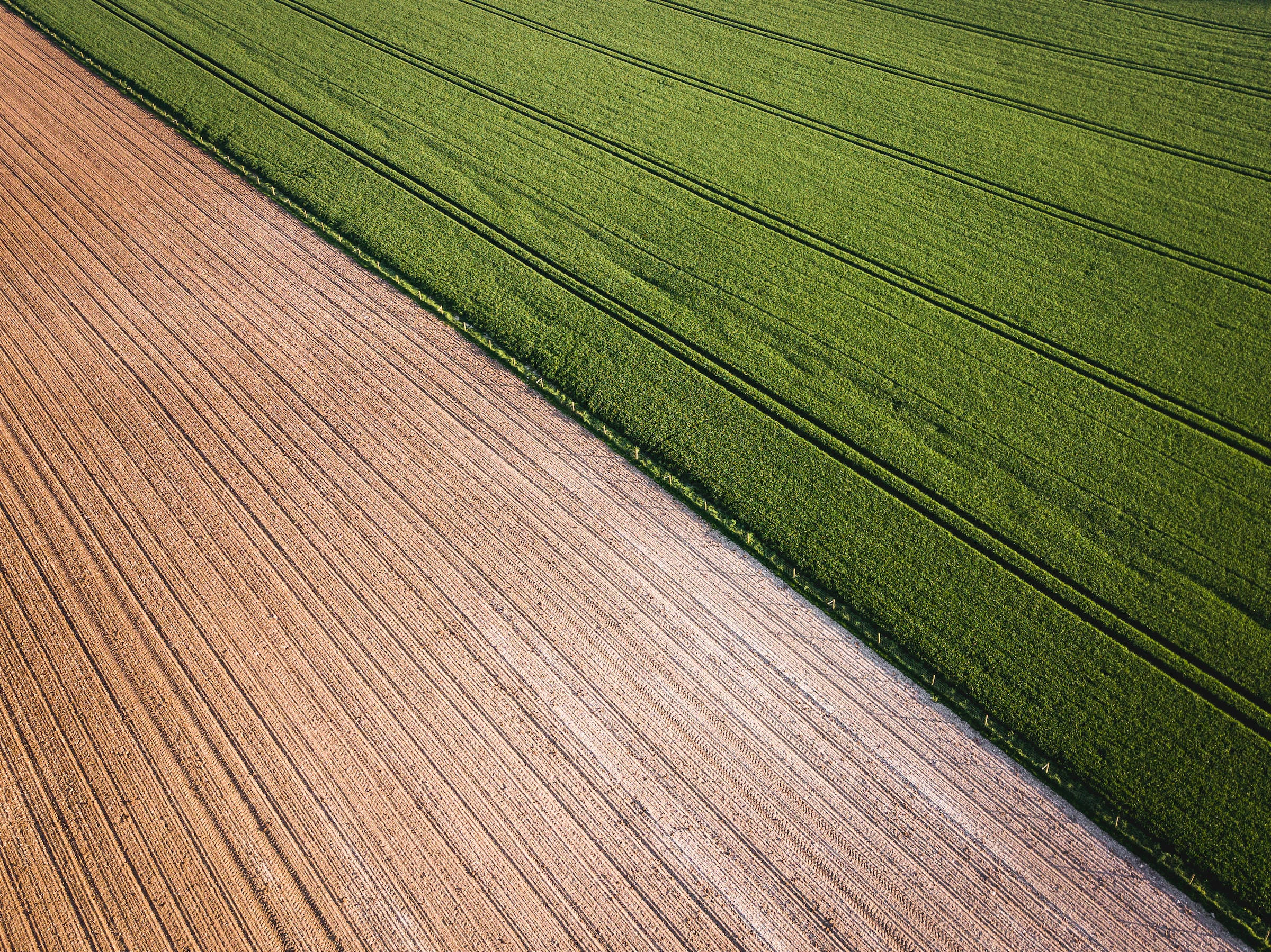 rice field, tilled brown earth, lush green crops, Full HD Desktop Wallpaper