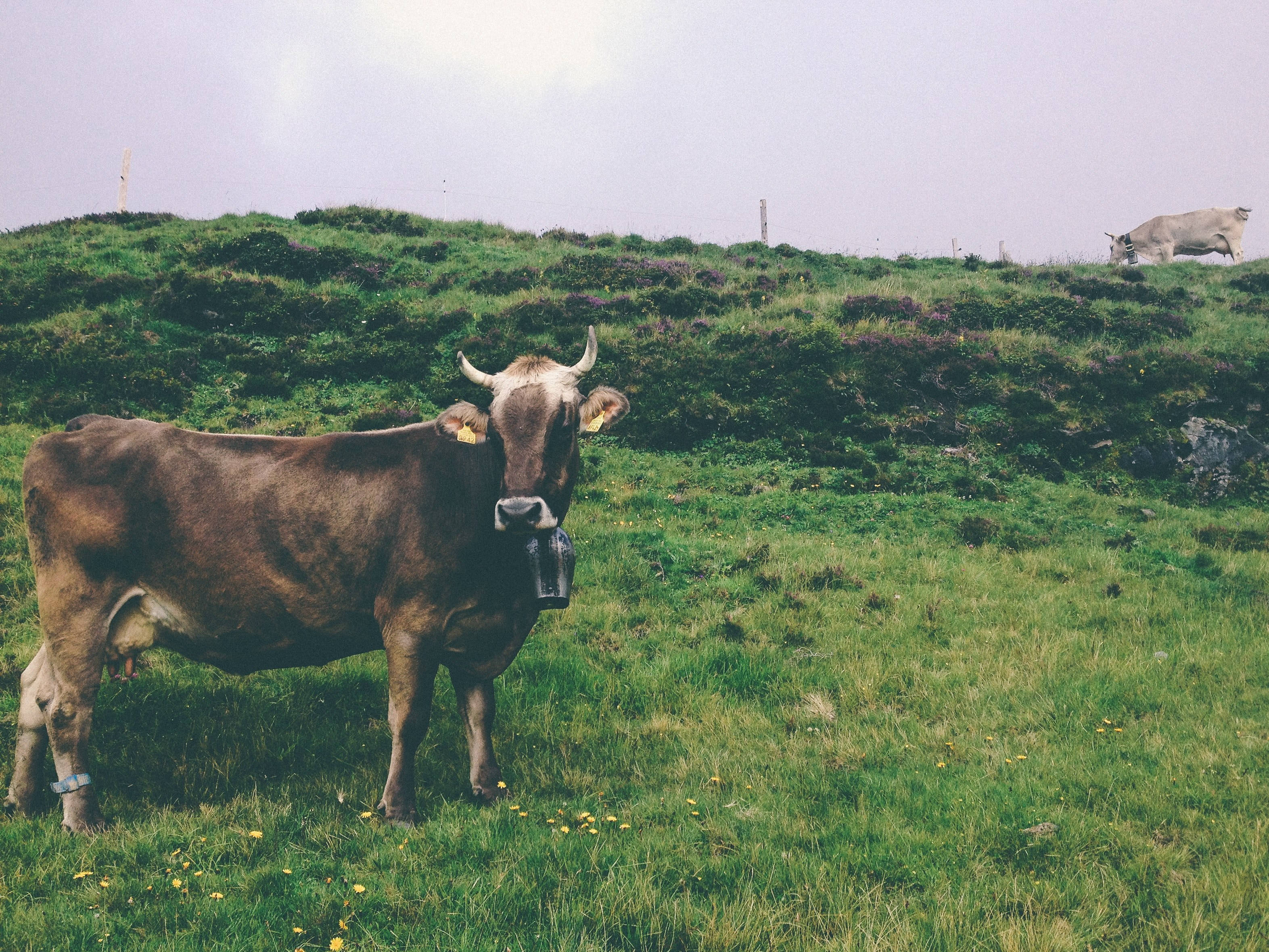 brown cow, horns, bell, 2K Desktop Wallpaper