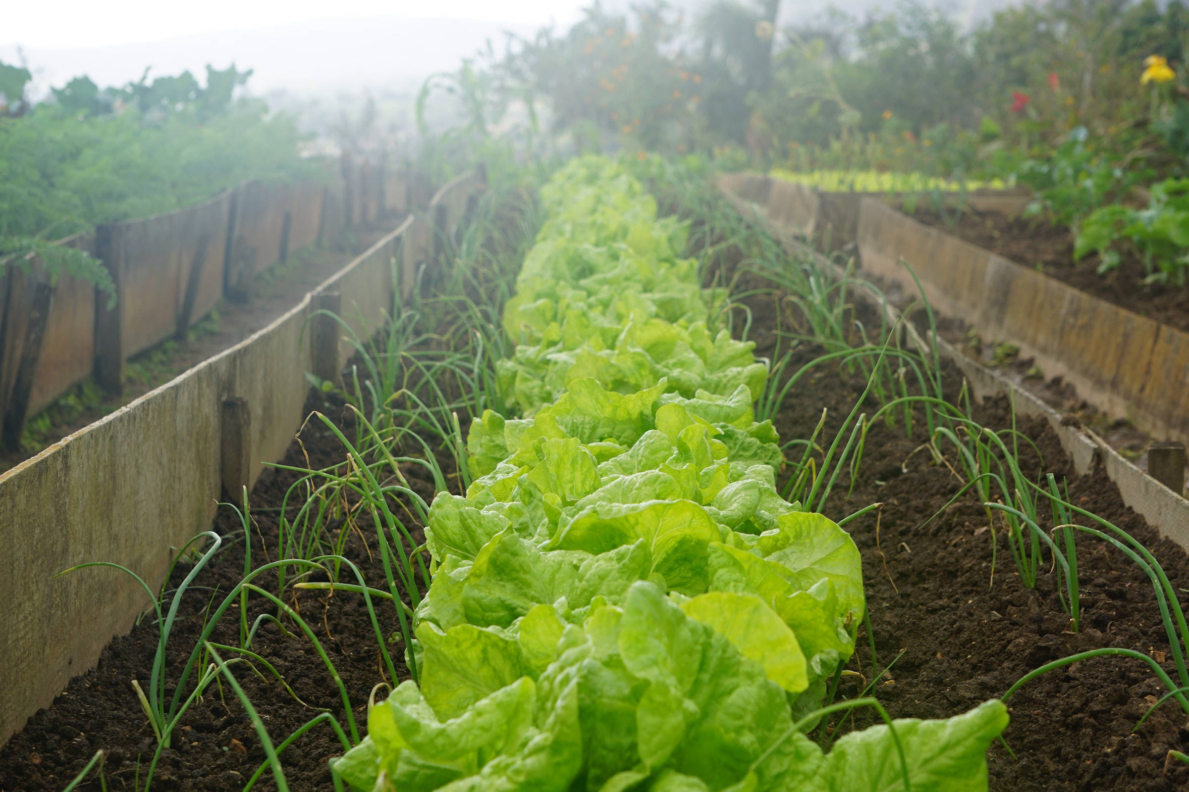 organic lettuce, onions, misty wooden raised beds, Full HD Desktop Wallpaper