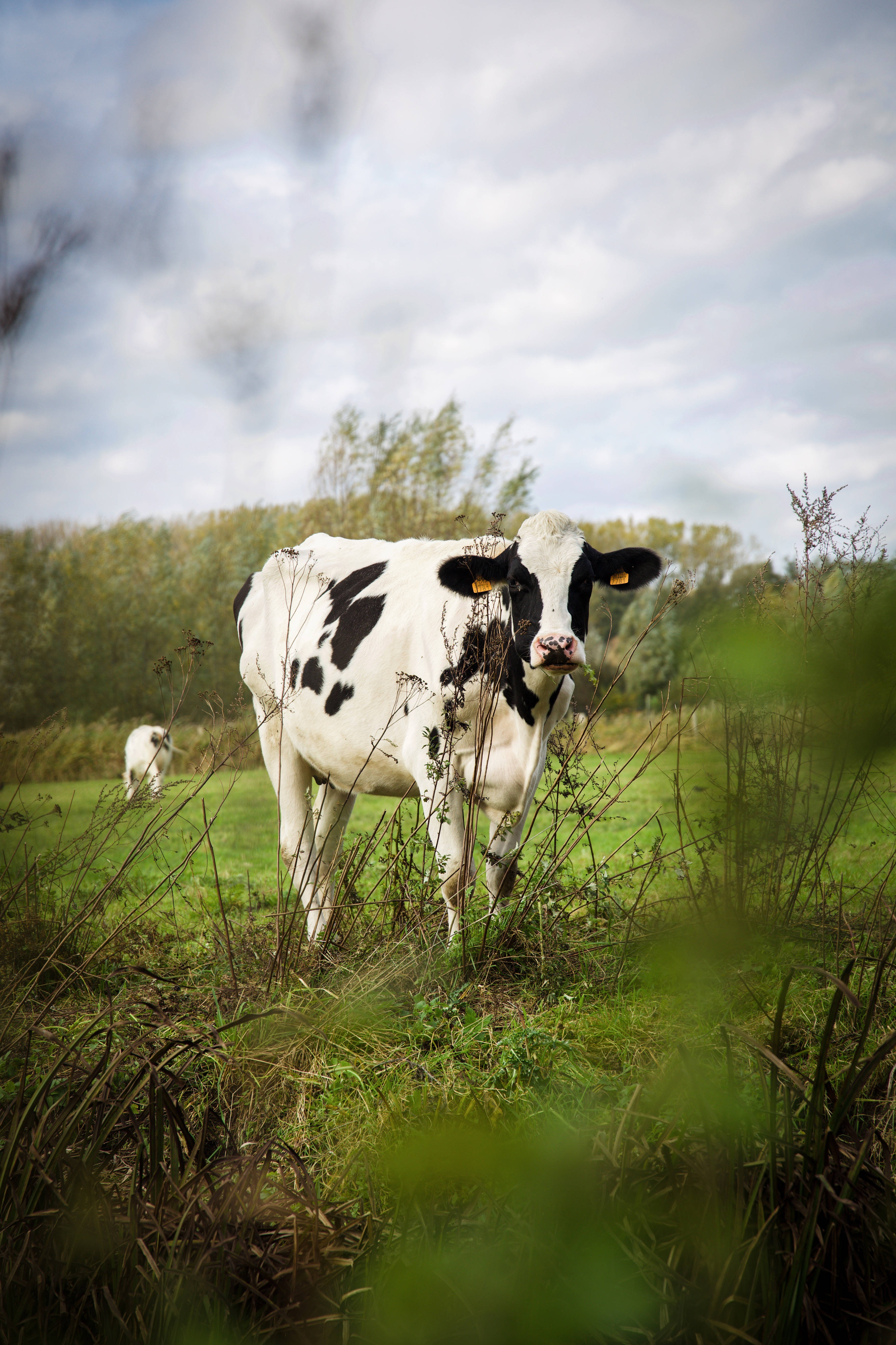 black and white cow, lush green field, blurred foliage, 5K Phone Wallpaper