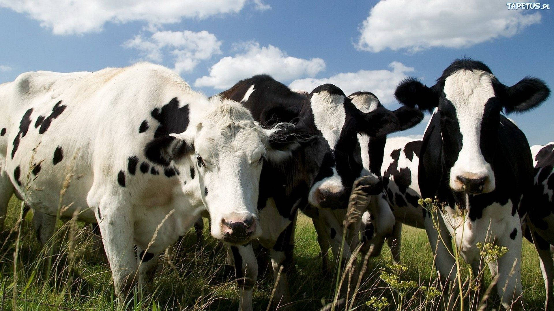 black and white cows, sunlit green pasture, bright blue sky, Full HD Desktop Wallpaper