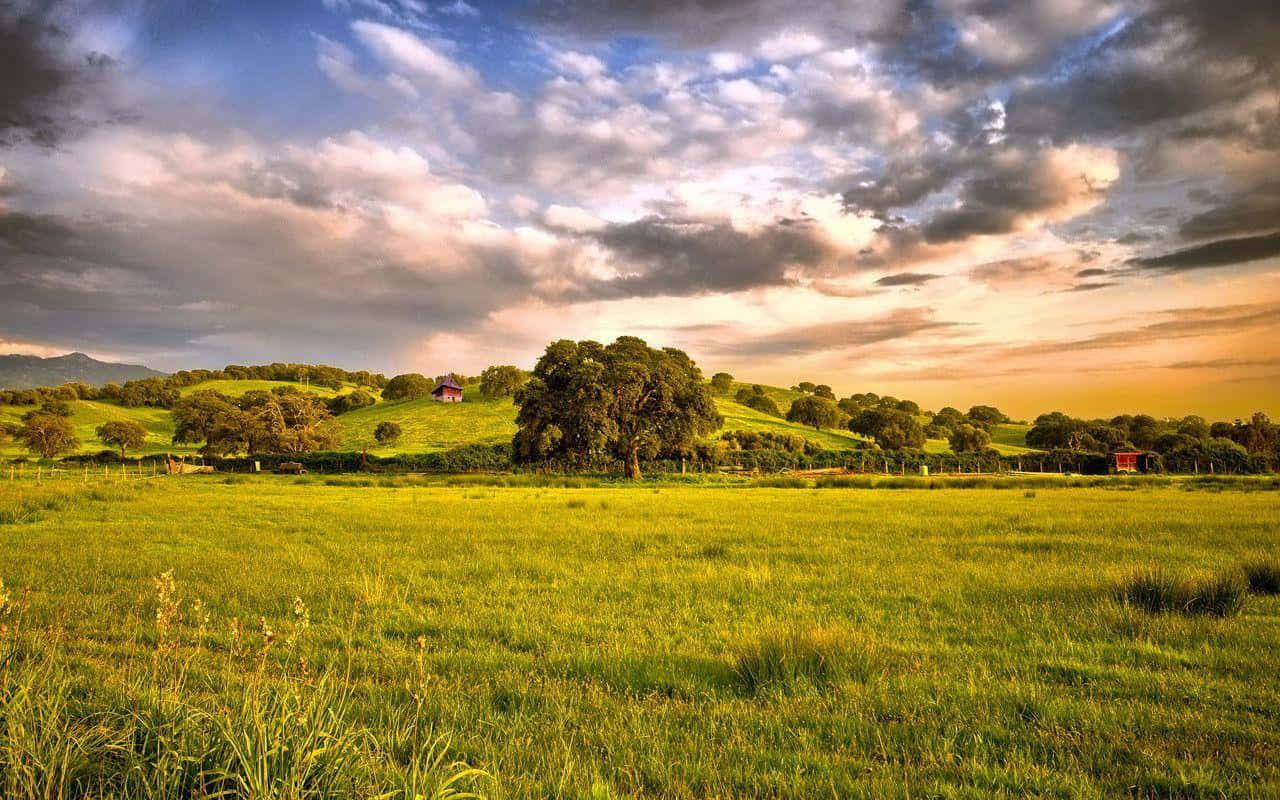 golden grassy field, dramatic sunset clouds, scattered trees, HD Desktop Wallpaper