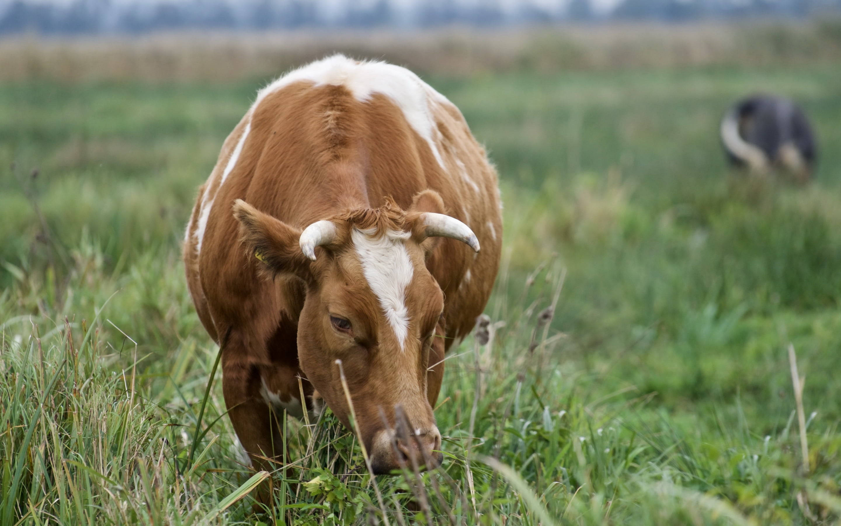 cow, brown and white, lush green field, 2K Desktop Wallpaper