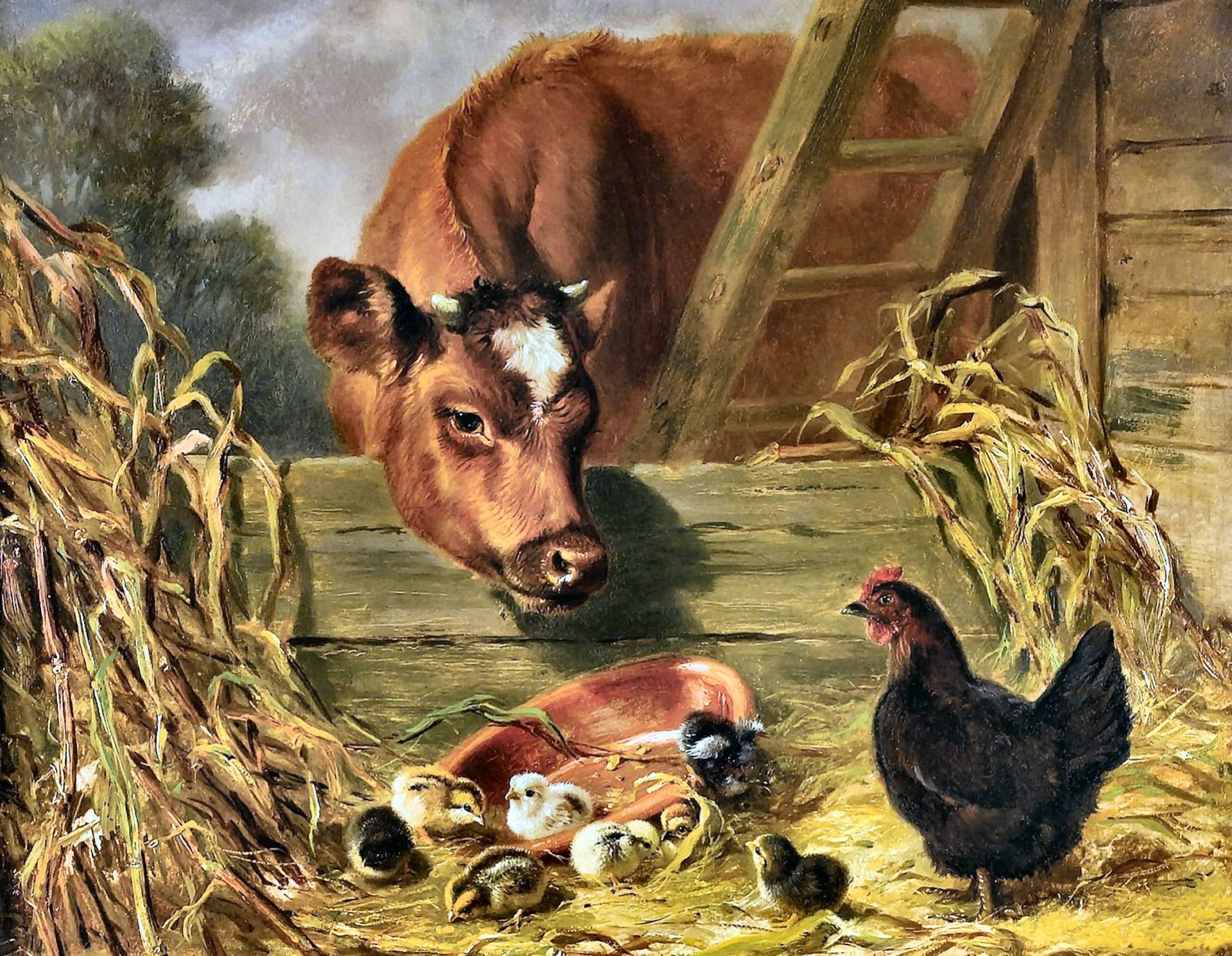 brown cow, black hen, fluffy chicks, Full HD Desktop Wallpaper