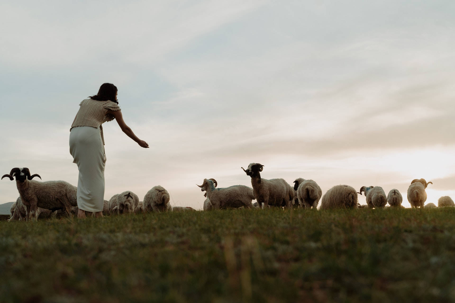 woman, striped shirt, flock of sheep, Full HD Desktop Wallpaper