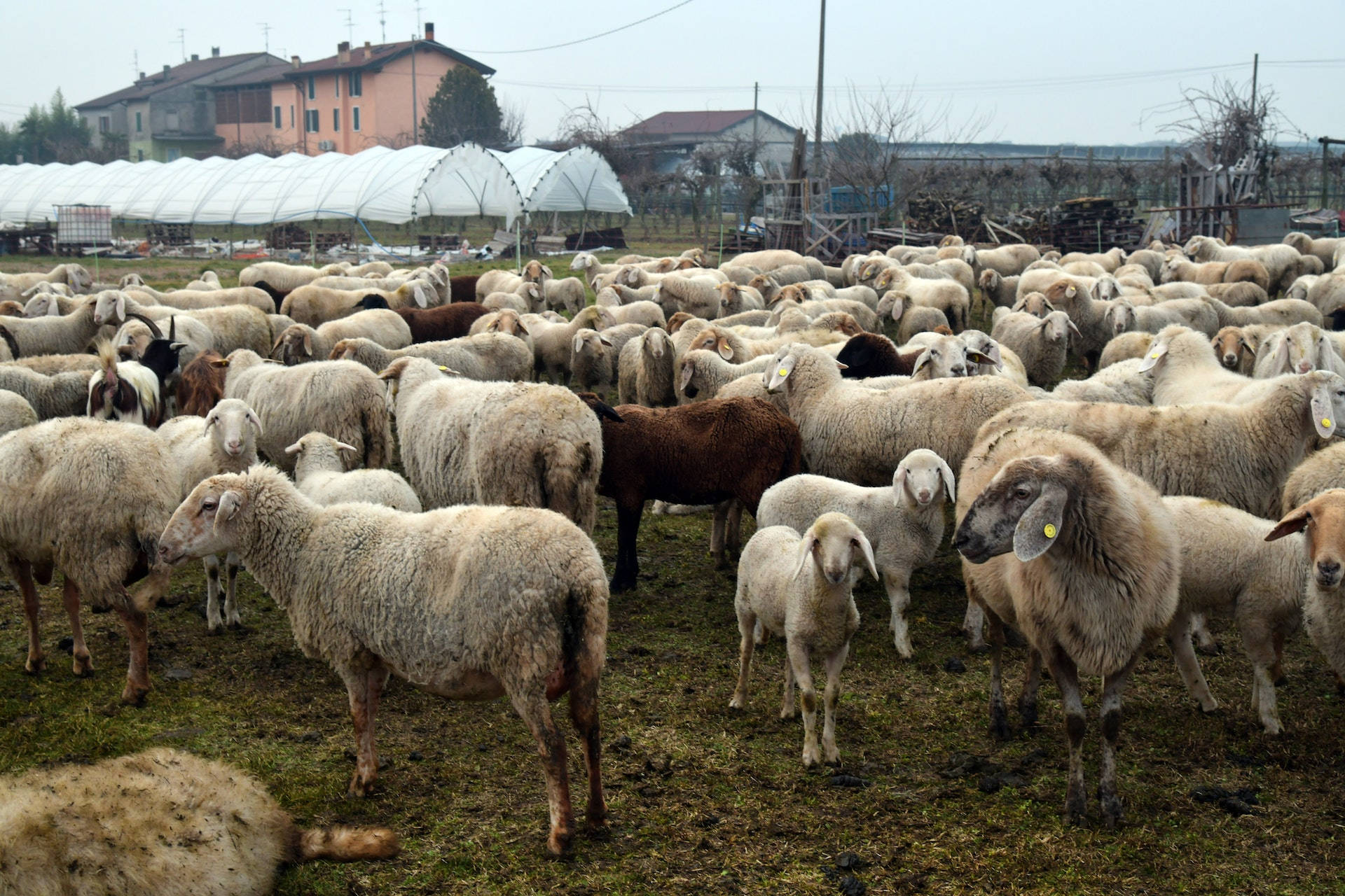 sheep, farm, muddy grass, Full HD Desktop Wallpaper