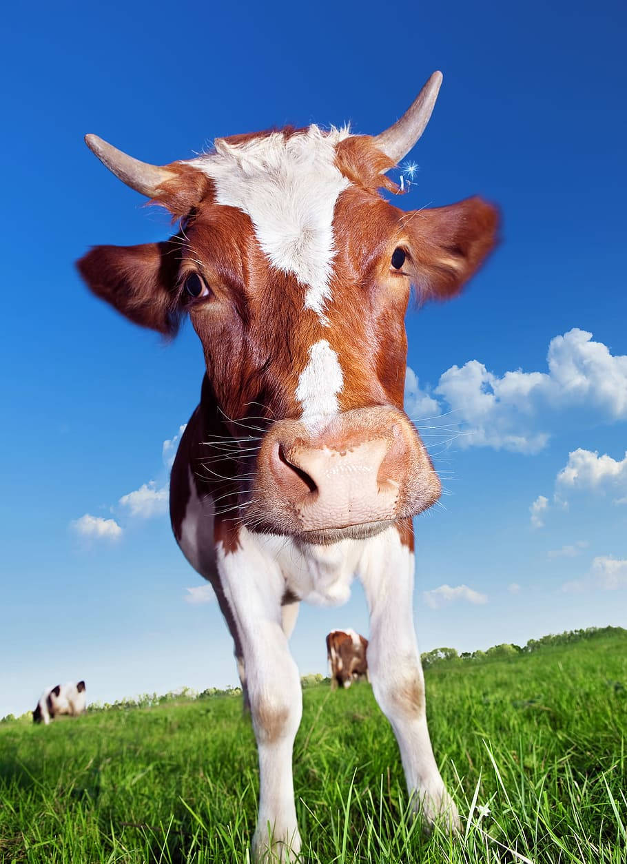 brown cow, horns, vibrant green pasture, SD Phone Wallpaper