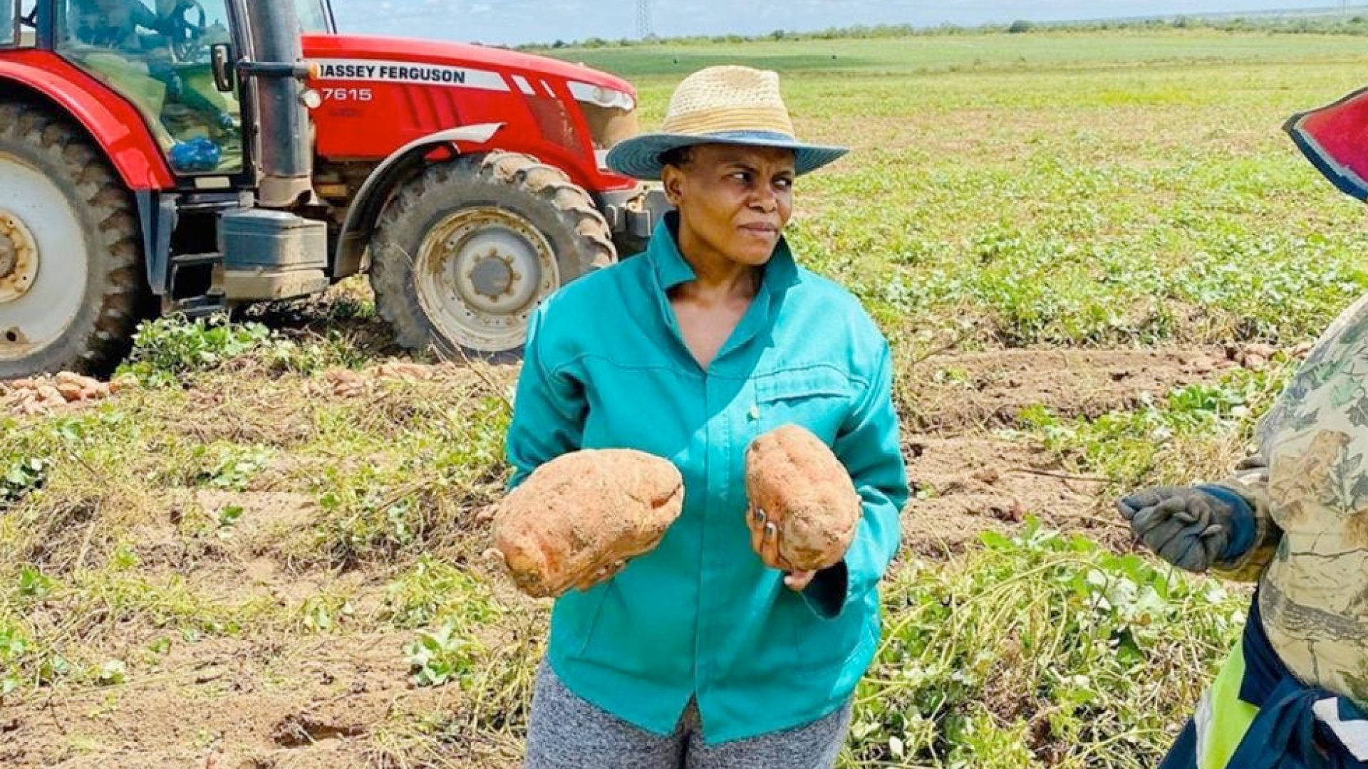 farmer, sweet potatoes, sunlit field, Full HD Desktop Wallpaper