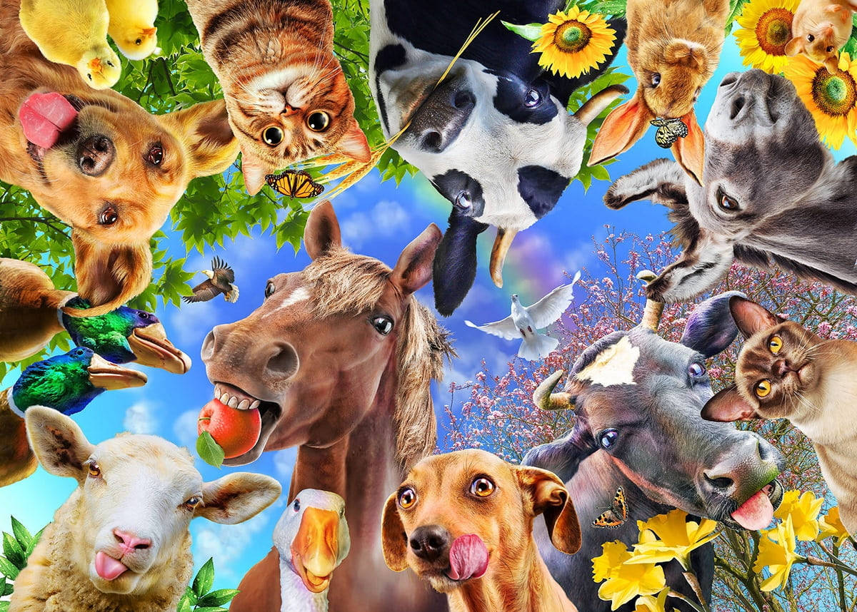 funny farm animals, wacky faces, sunflowers, SD Desktop Wallpaper