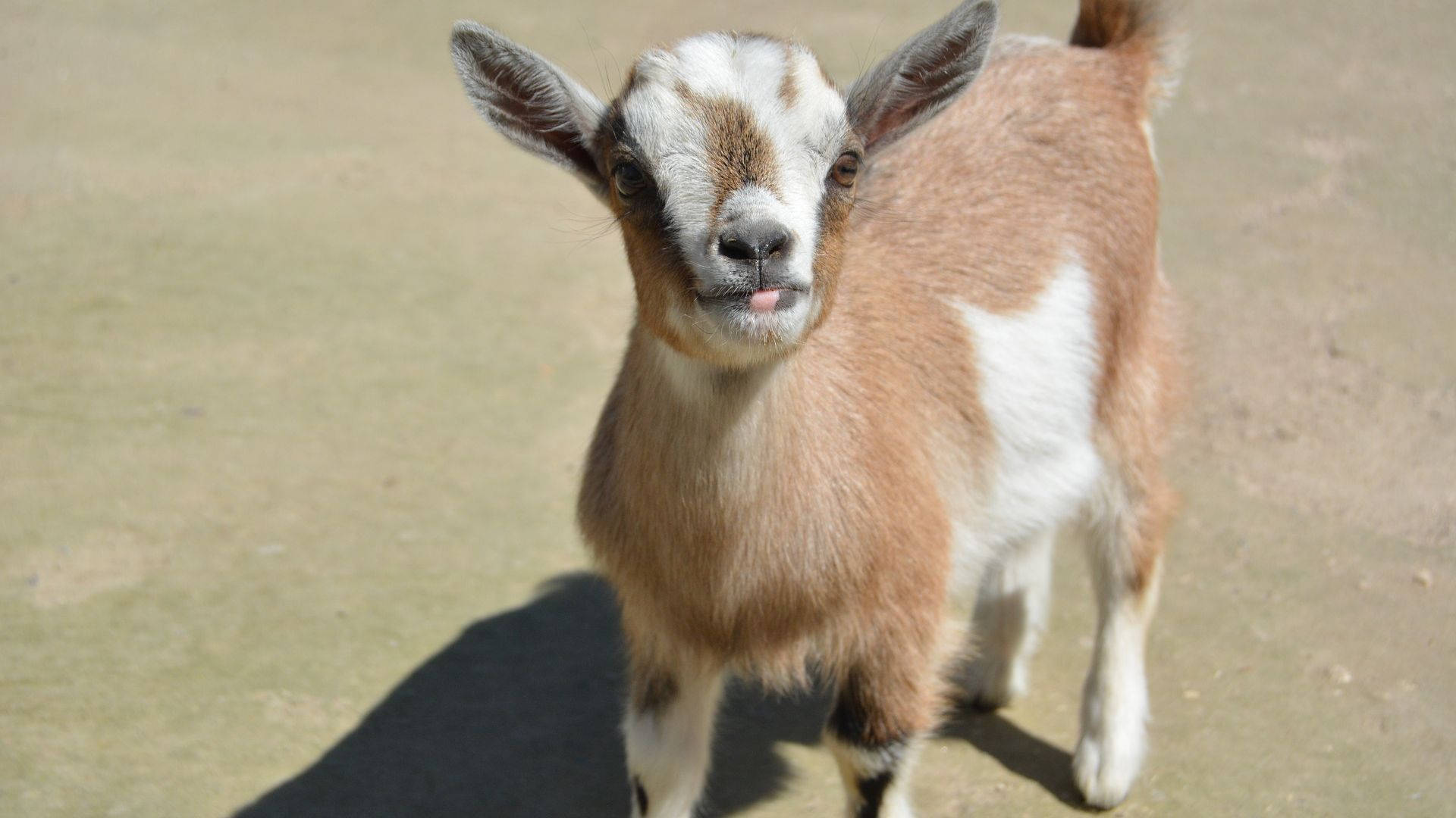 baby goat, brown and white fur, sandy ground, Full HD Desktop Wallpaper