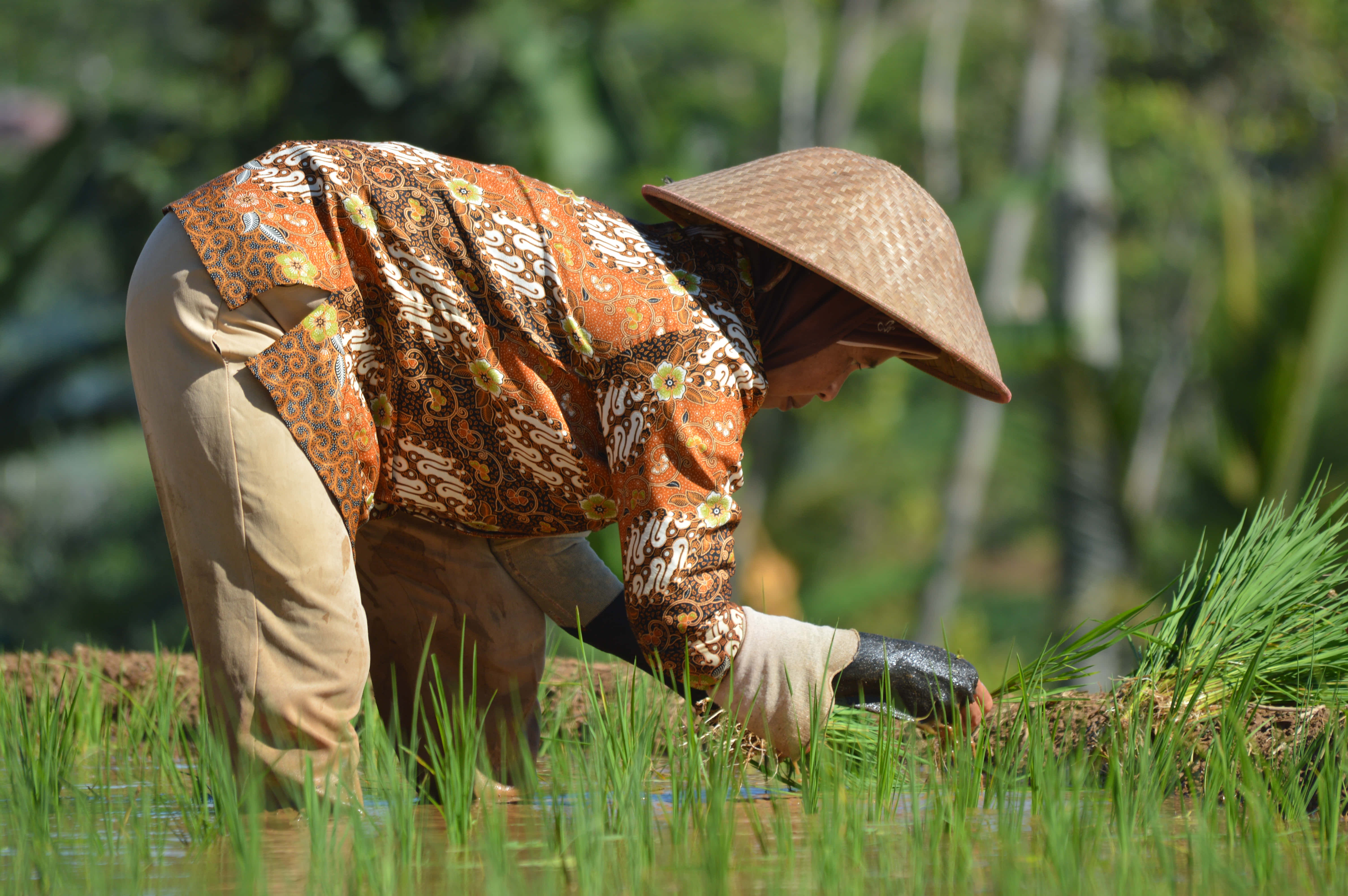 woman, ricefield, flooded field, 5K Desktop Wallpaper