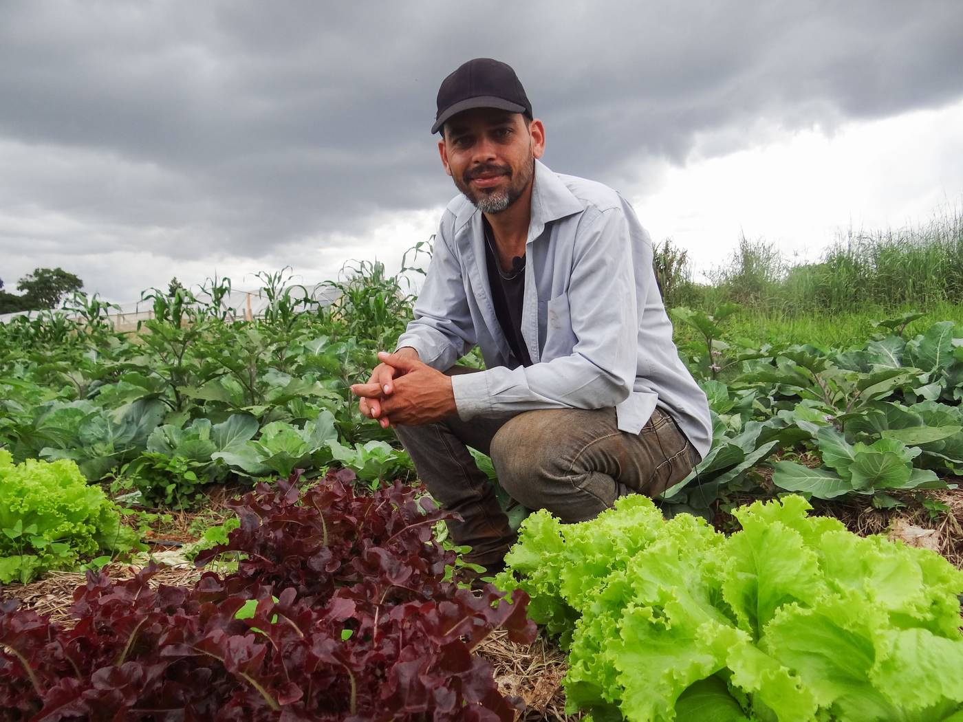 Farmer Brazilian Consumer, vibrant green lettuce, deep red lettuce, HD Desktop Wallpaper