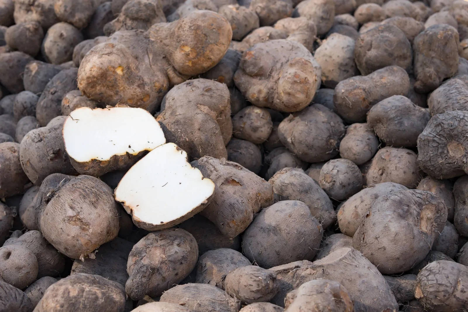 yam harvest season, rough-skinned tubers, split open, HD Desktop Wallpaper