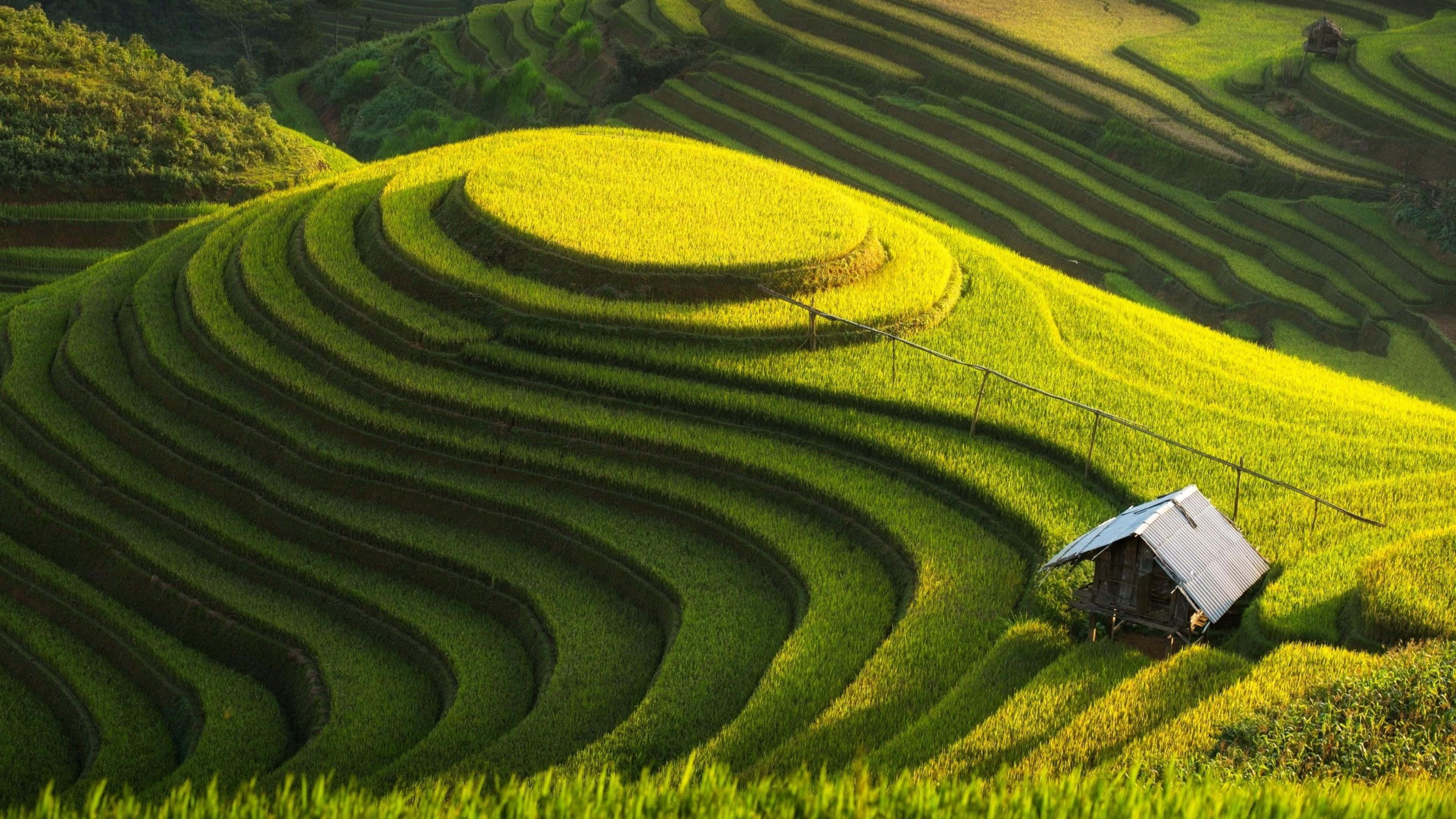 golden sunlight, sweeping green terraced rice fields, lone wooden hut, 4K Desktop Wallpaper