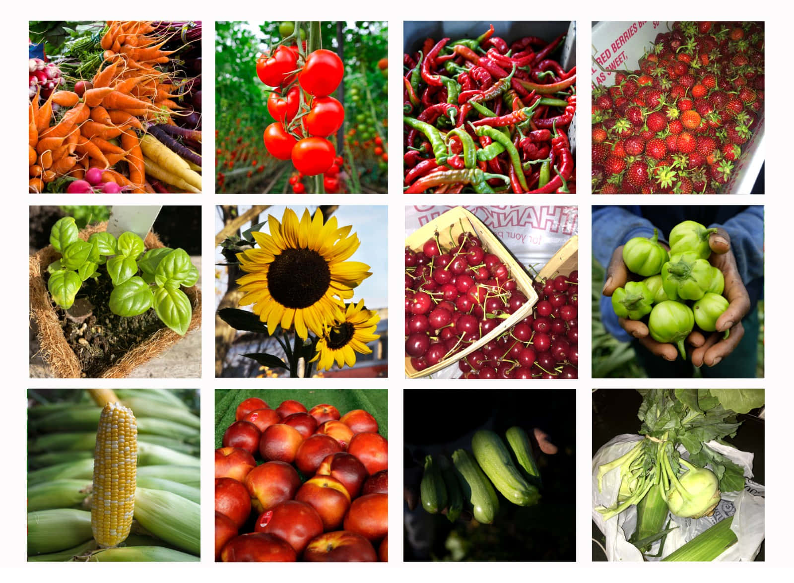 Farmers Market, carrots, tomatoes, HD Desktop Wallpaper