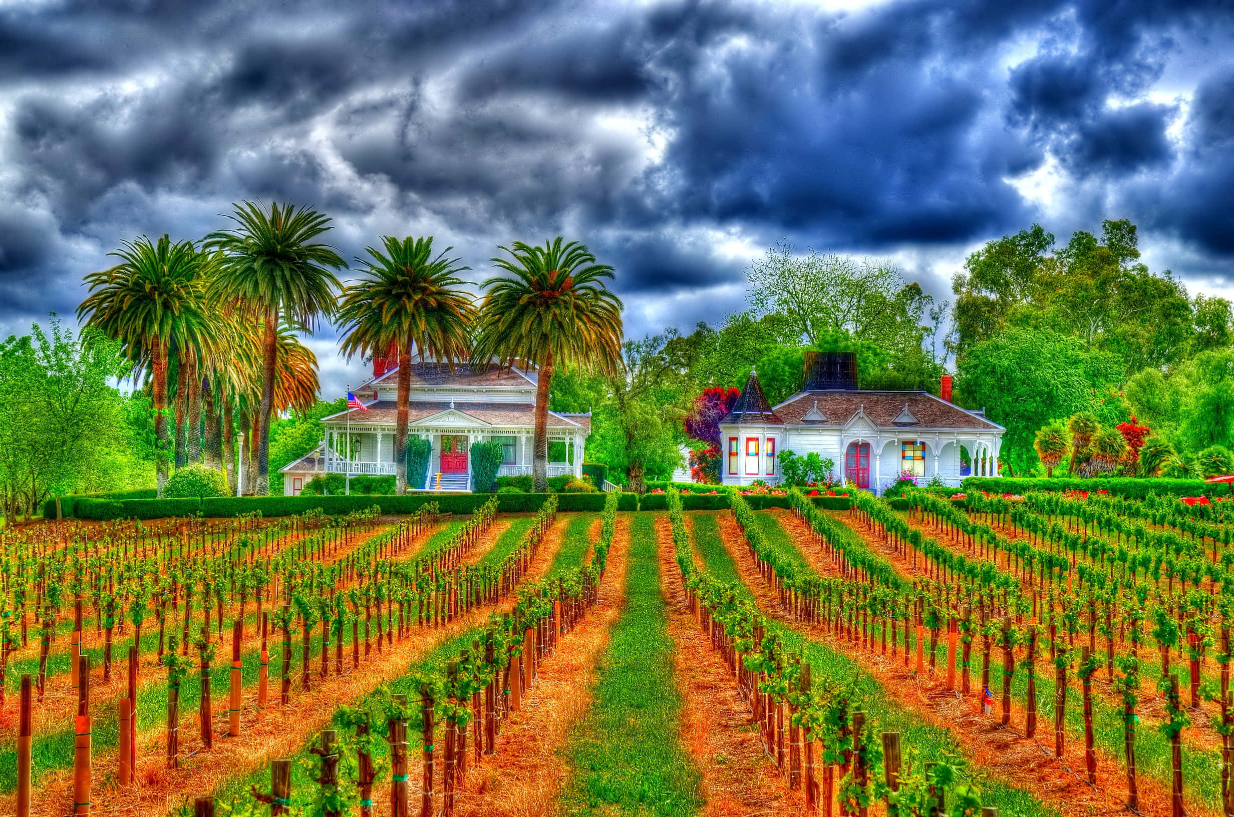 Farming, 2464 x 1632, vibrant green grapevines, Full HD Desktop Wallpaper