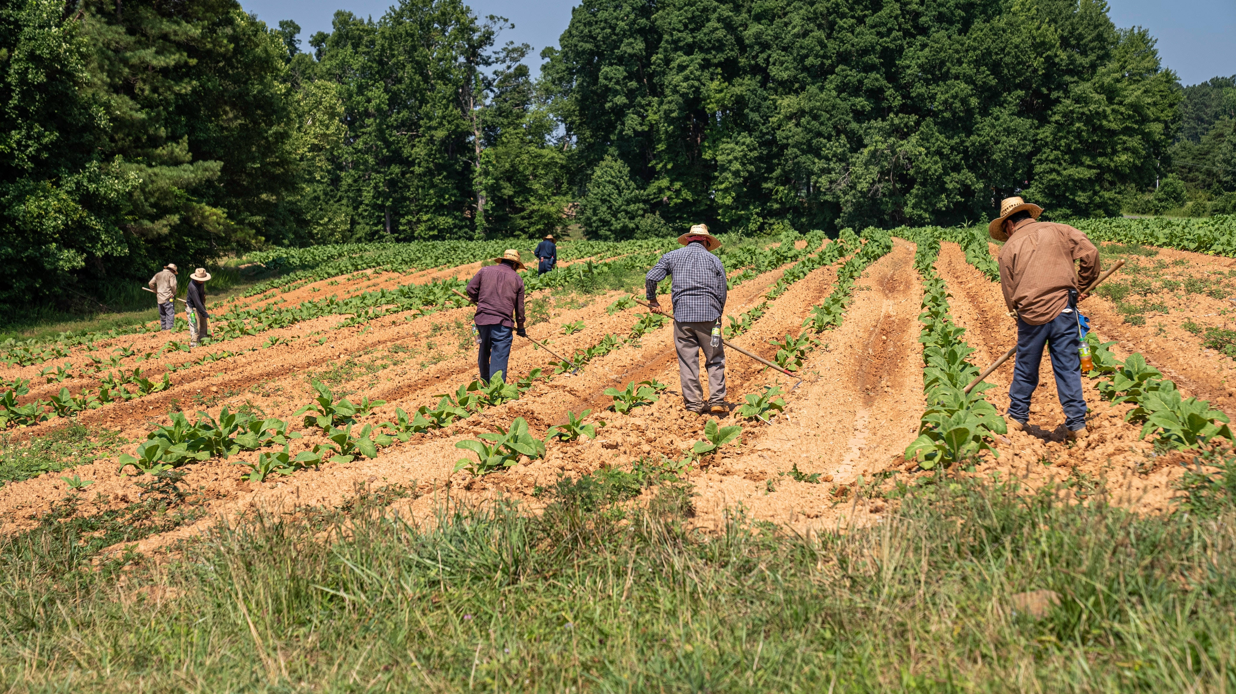 Farmers, tobacco plants, wide-brimmed hats, 4K Desktop Wallpaper