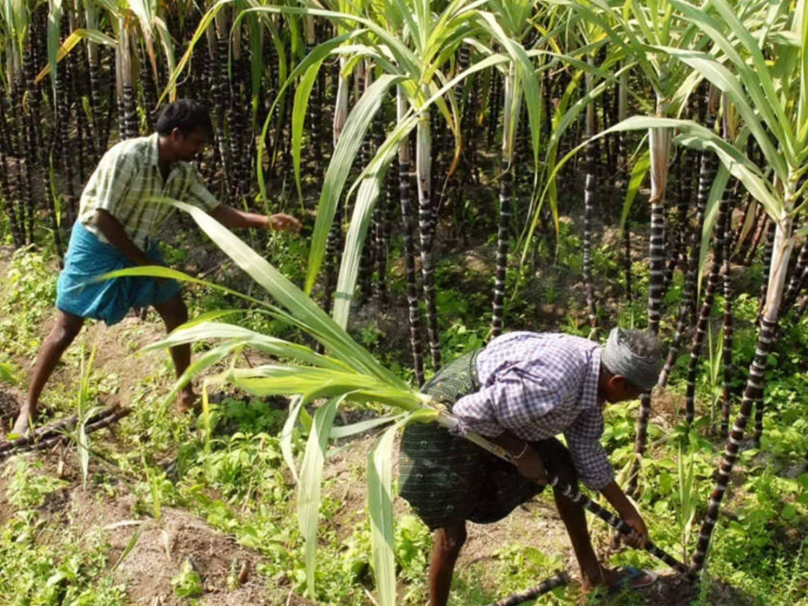 Farmers, sugarcane farm, tall sugarcane stalks, HD Desktop Wallpaper