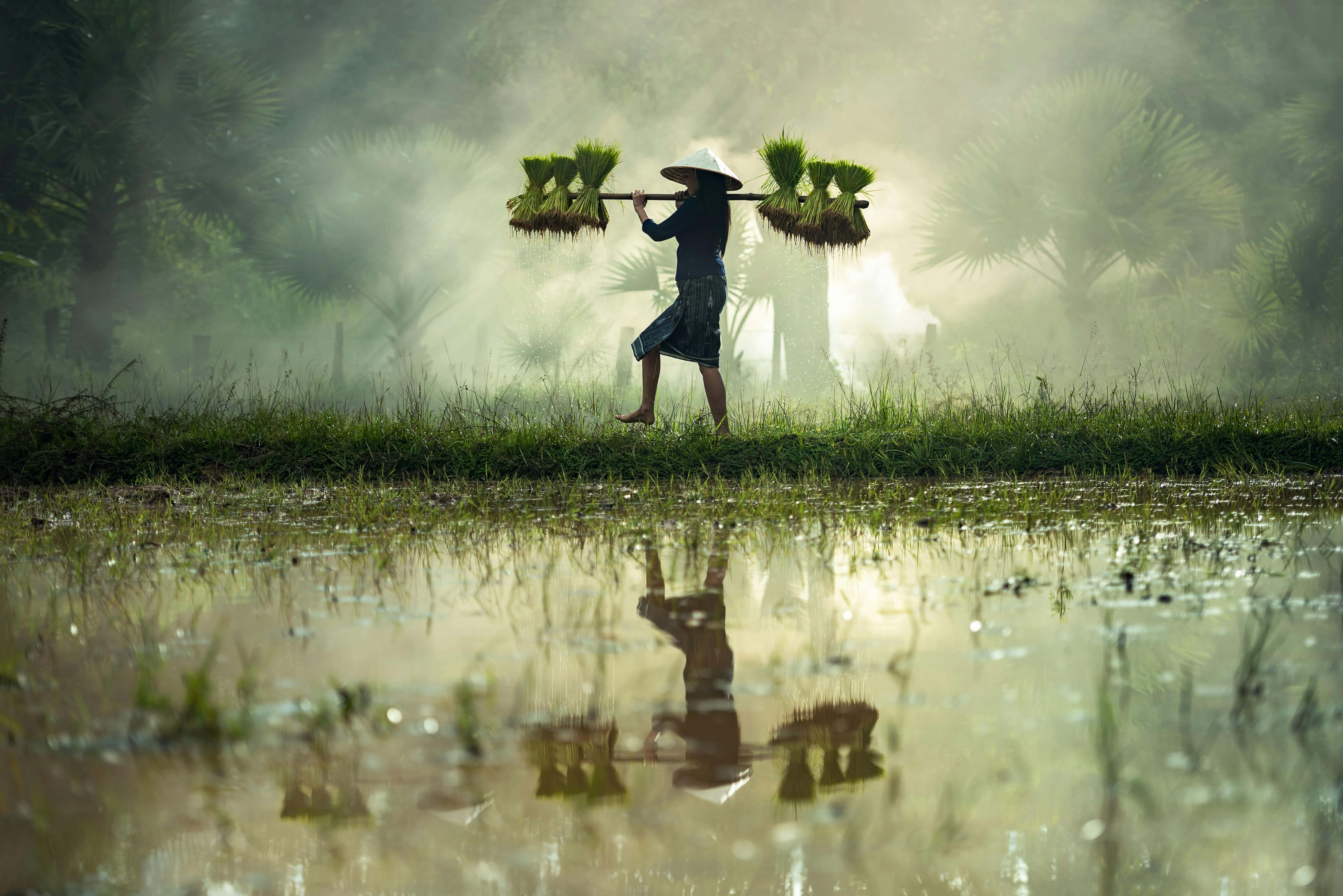 misty rice paddy, conical hat, rice seedlings, 5K Desktop Wallpaper