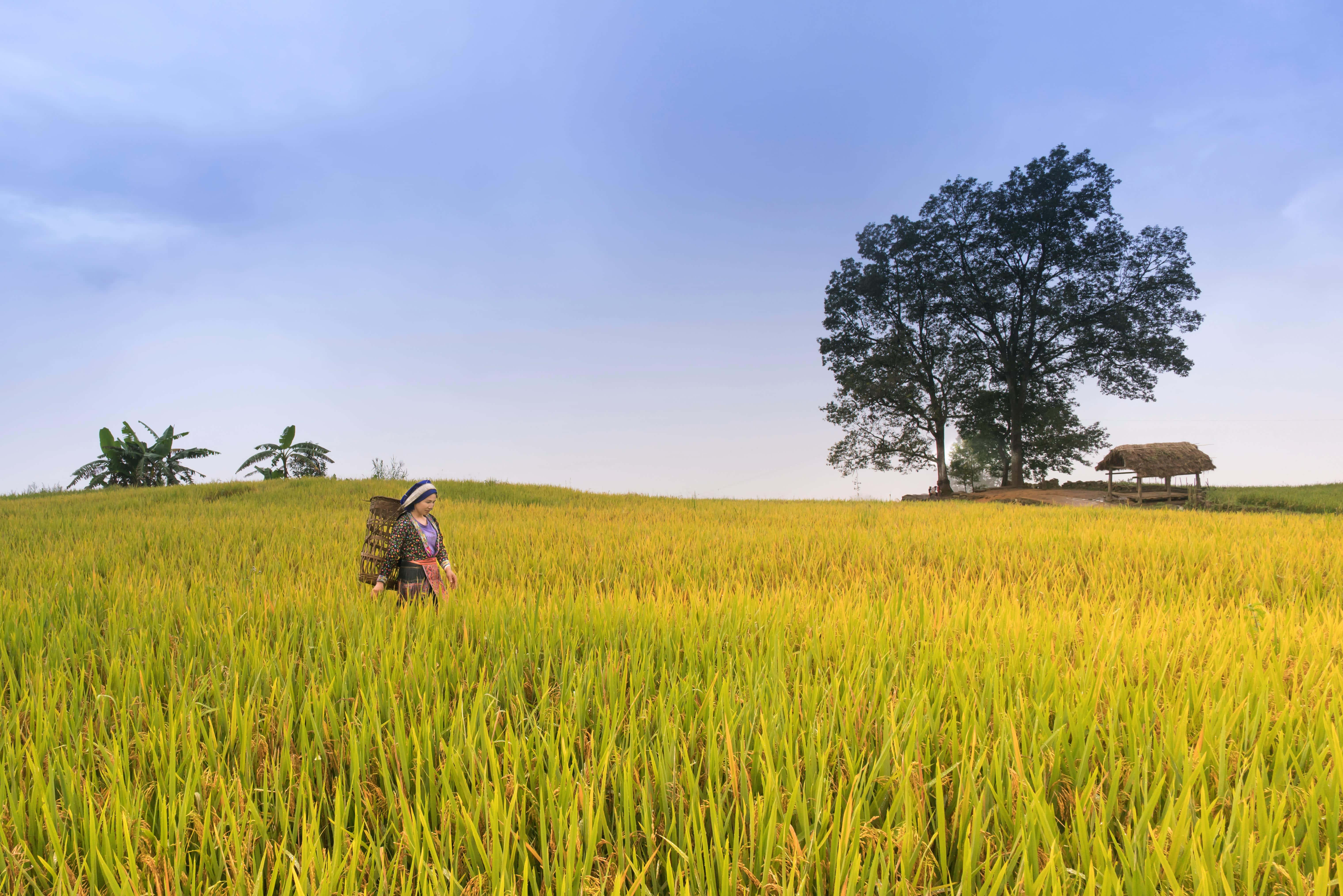 farmer, woven basket, golden rice field, 5K Desktop Wallpaper