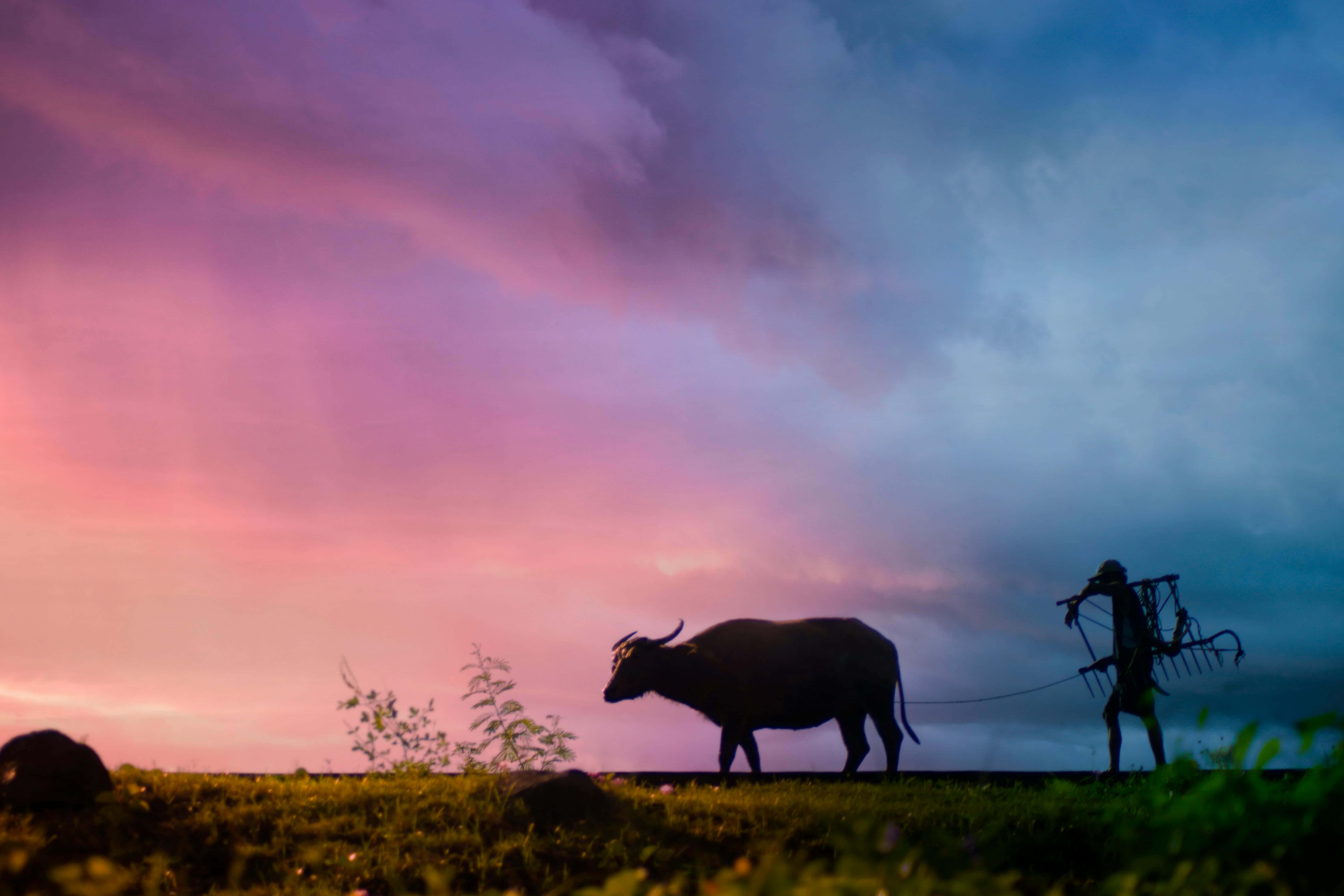 twilight, pink and blue twilight sky, farmer, 5K Desktop Wallpaper