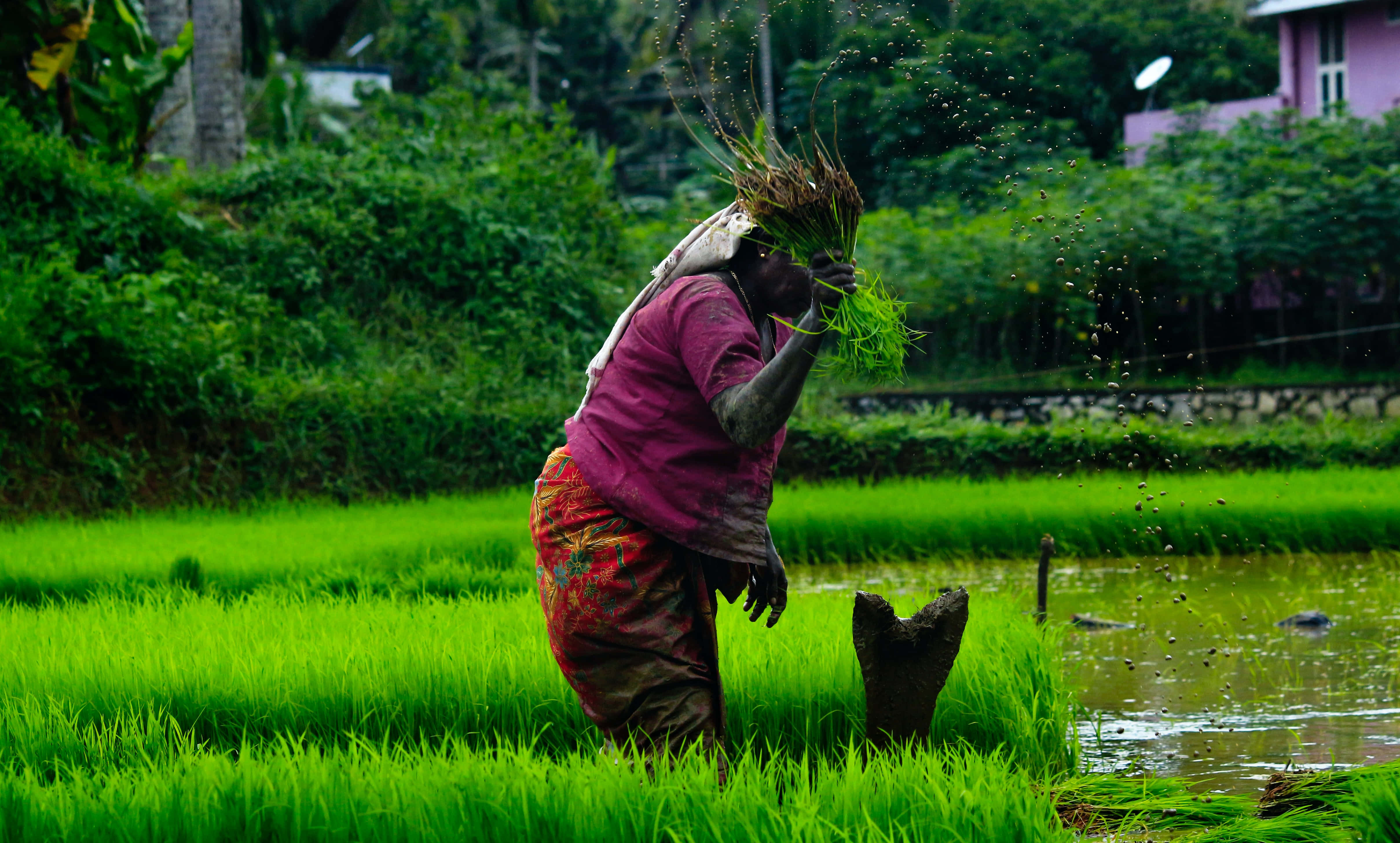 farmer, vibrant pink shirt, lush green rice paddy, 4K Desktop Wallpaper