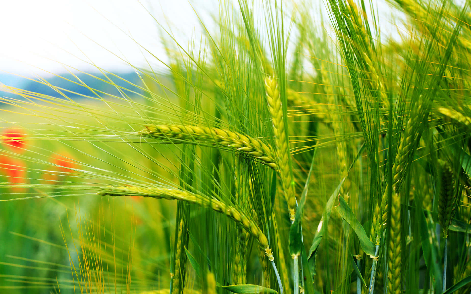 vibrant green wheat stalks, golden ears, soft sunlight, Full HD Desktop Wallpaper