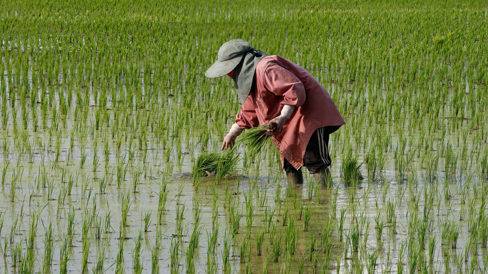 rice farmer, paddy field, wide-brimmed hat, HD Desktop Wallpaper